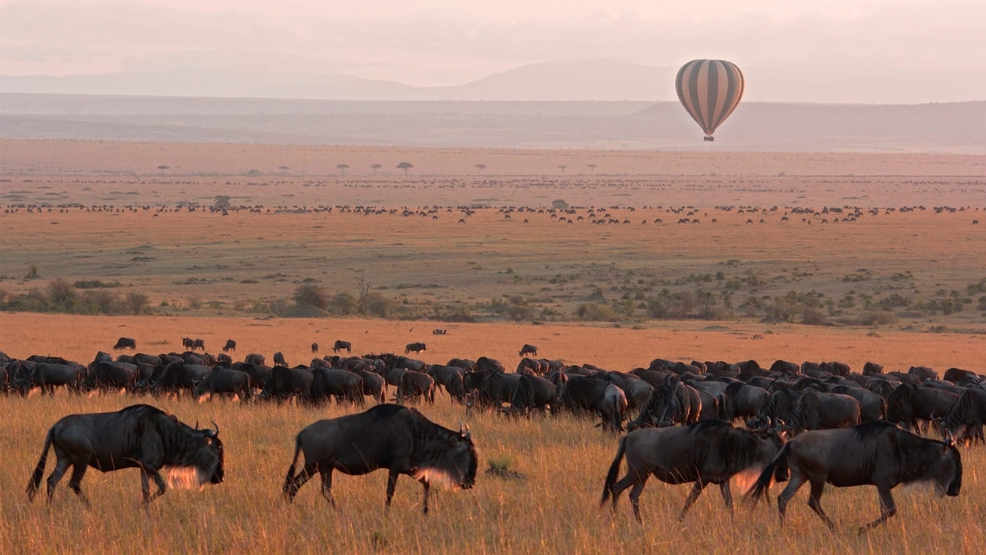 balloon-floating-over-wildebeest-from-the-great-migration.jpg