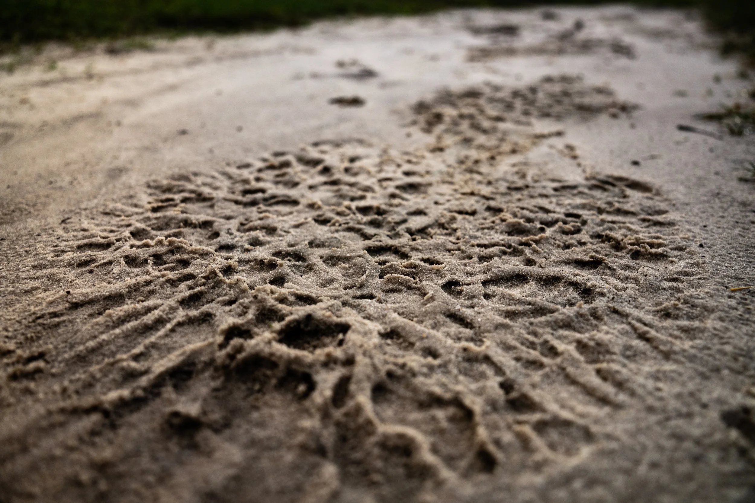 SB_WILDLIFE_Tracks_Elephant_Bull_Ross_Couper_A1_02427.jpg