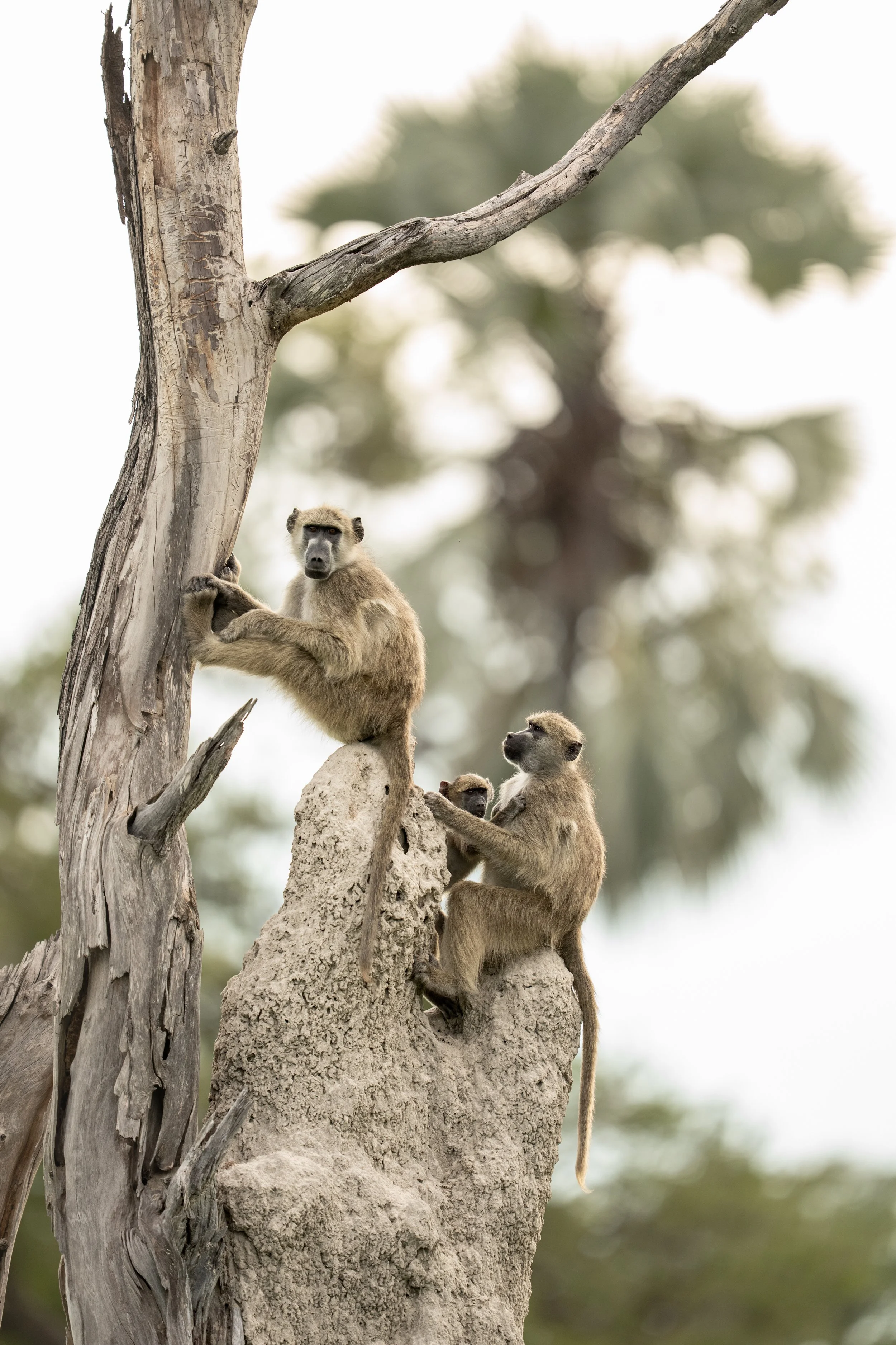 SB_WILDLIFE_Baboon_On_Termite_Mound_A1_00291.jpg