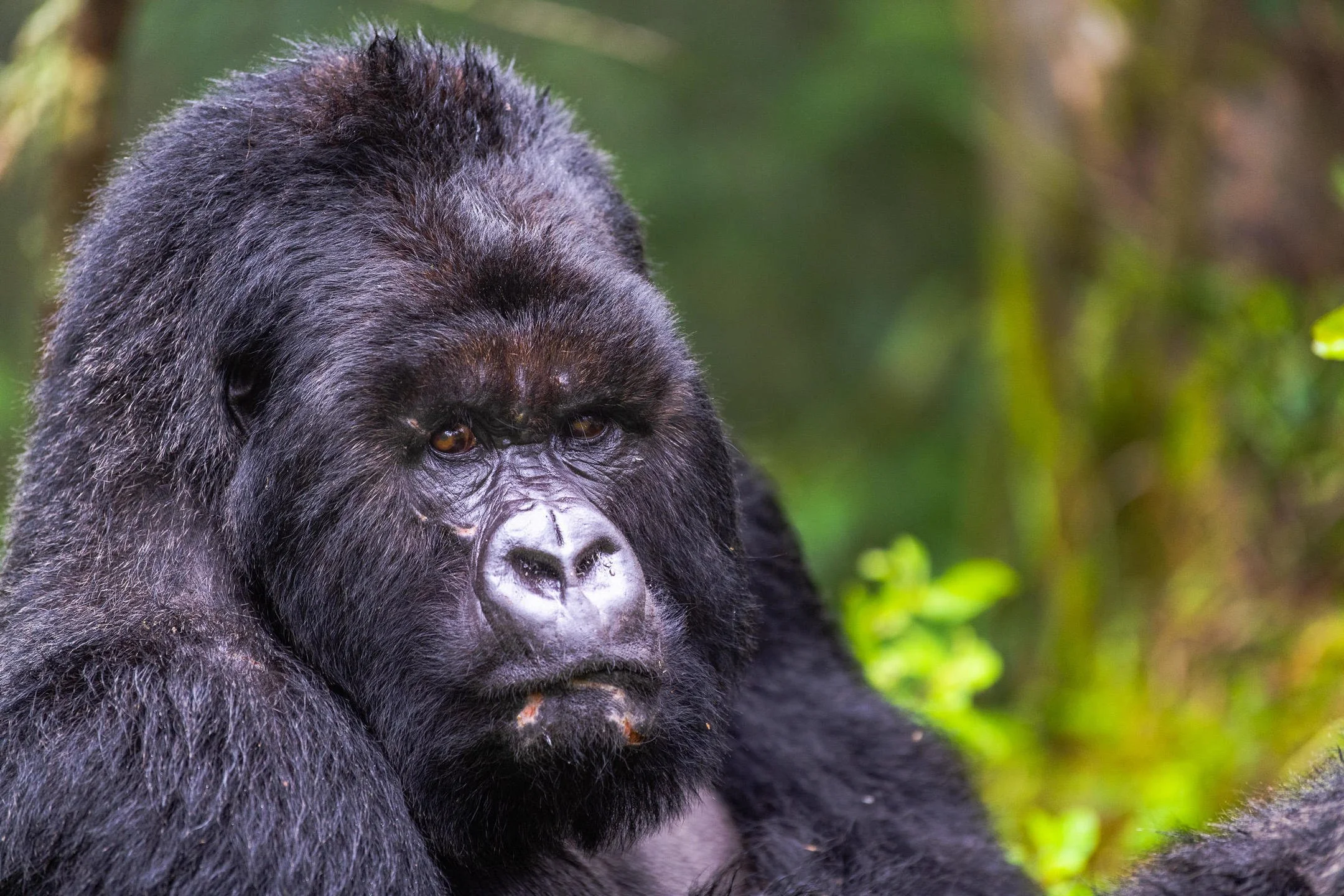 Through the Mist: A Journey into the Heart of Rwanda’s Gorilla Kingdom