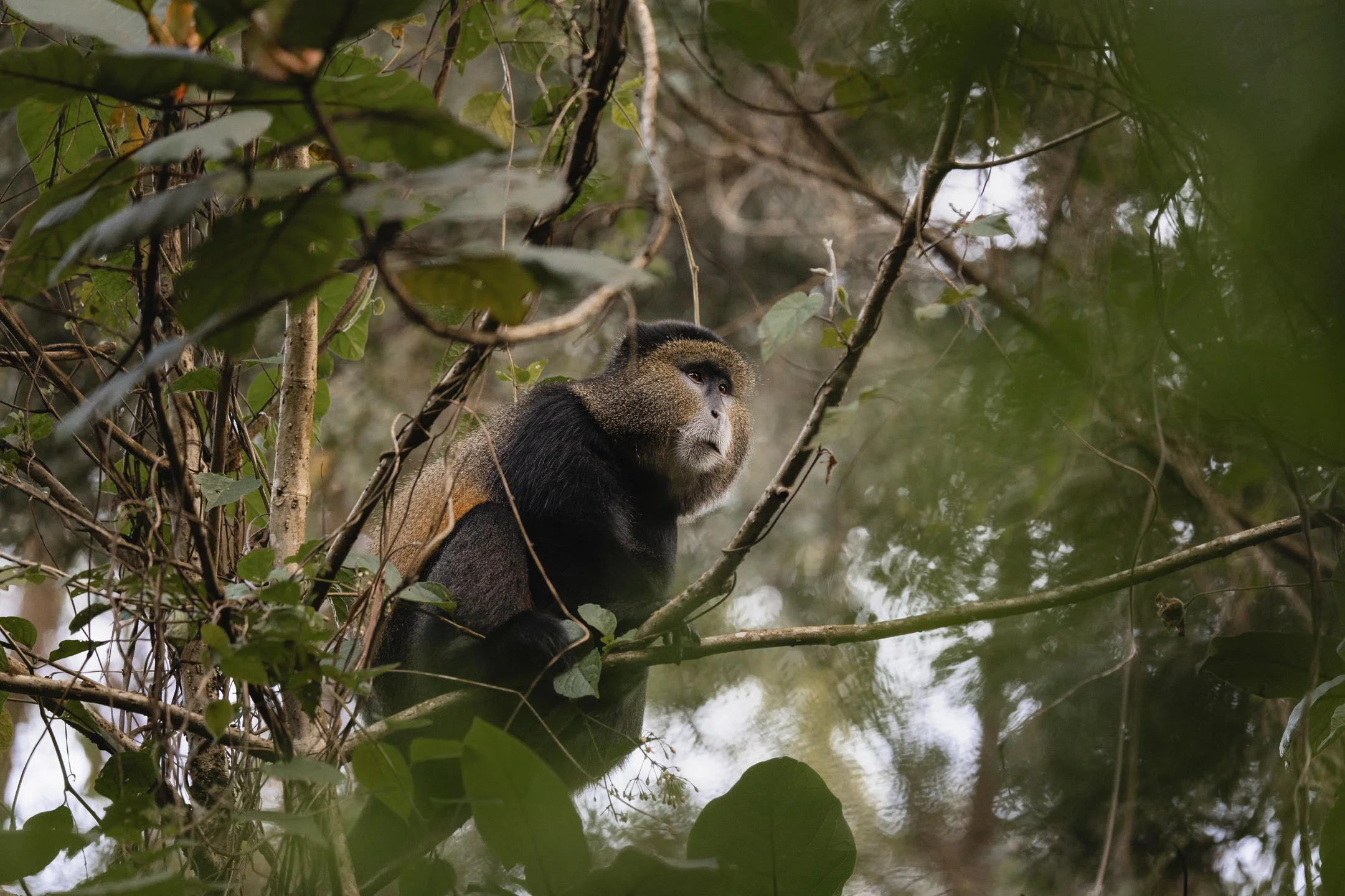 Wilderness Sabyinyo _4.jpg