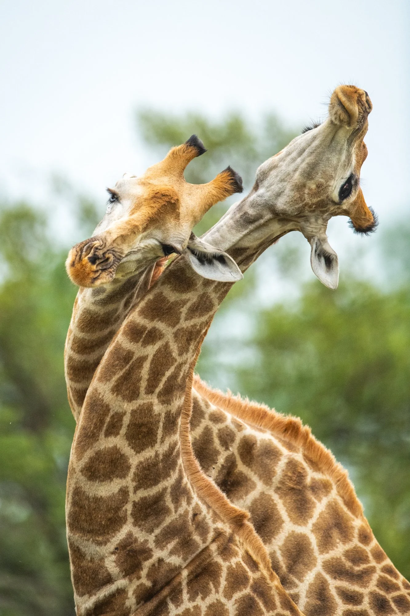 Singita Kruger National Park_Wildlife Giraffe_Ross Couper.jpg