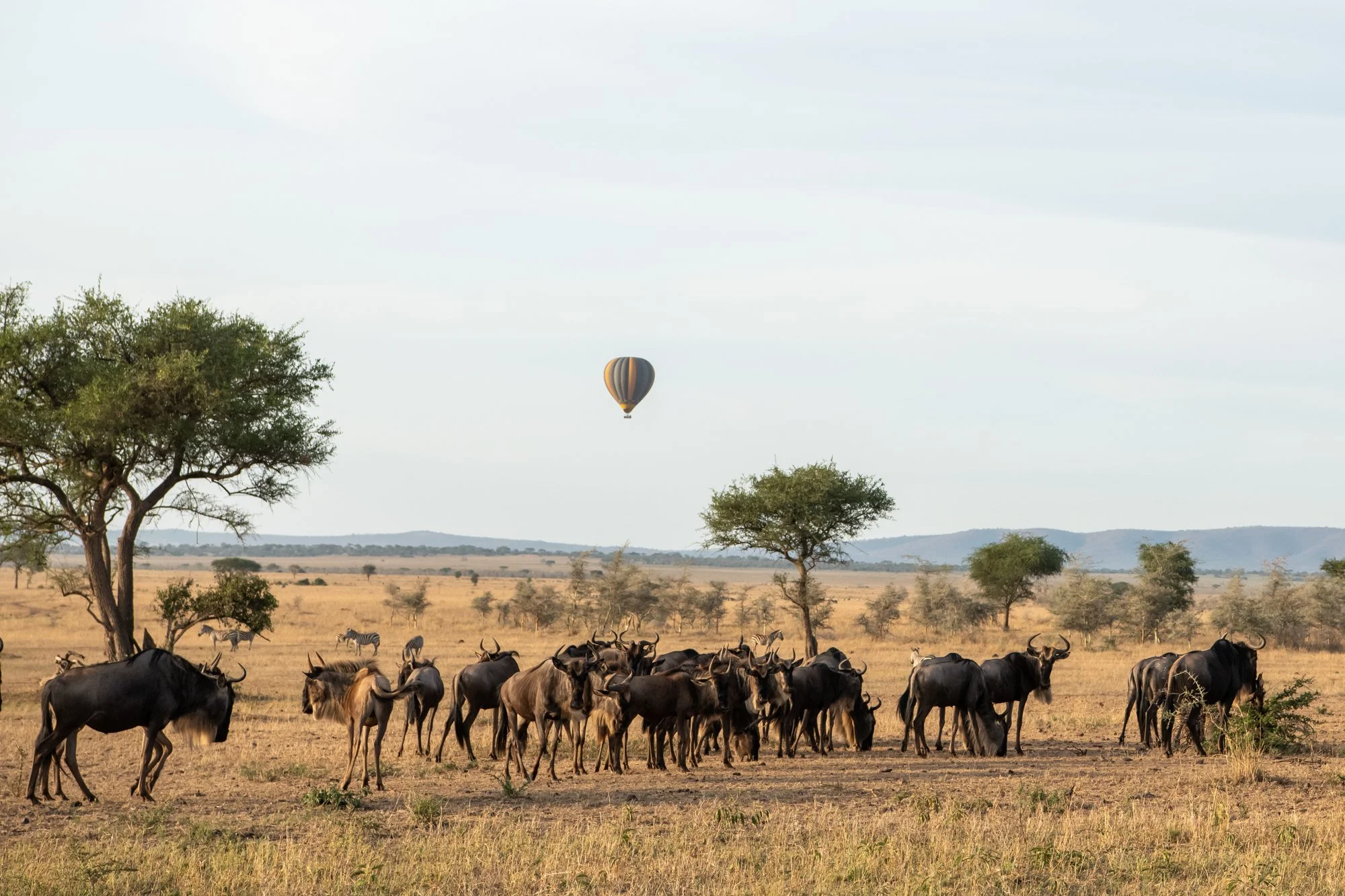 Singita Grumeti_Hot Air Balloon_Wildebeest Herd_Ross Couper.jpg
