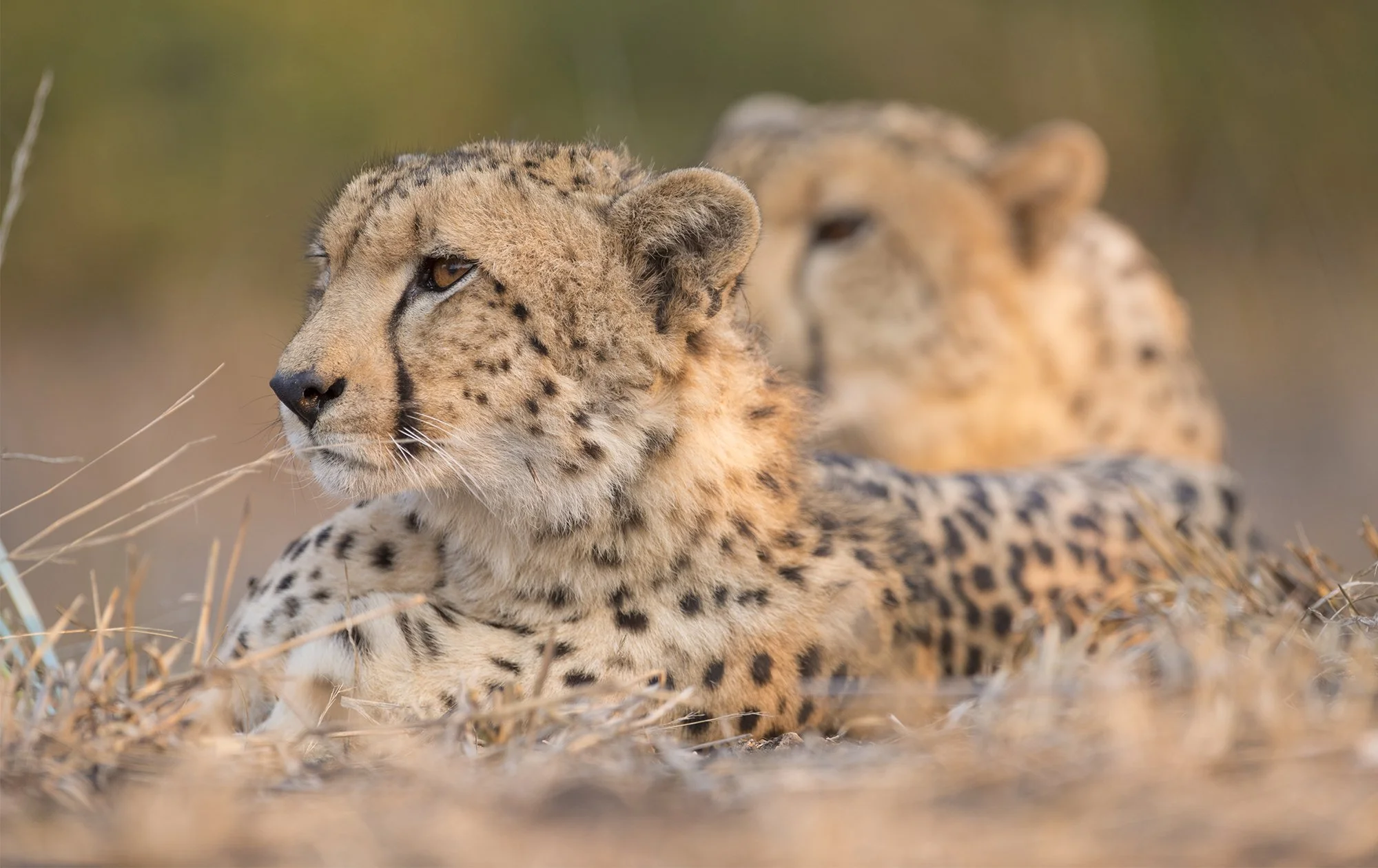 Singita Malilangwe_Cheetah Brothers_Jenny Hishin.jpg