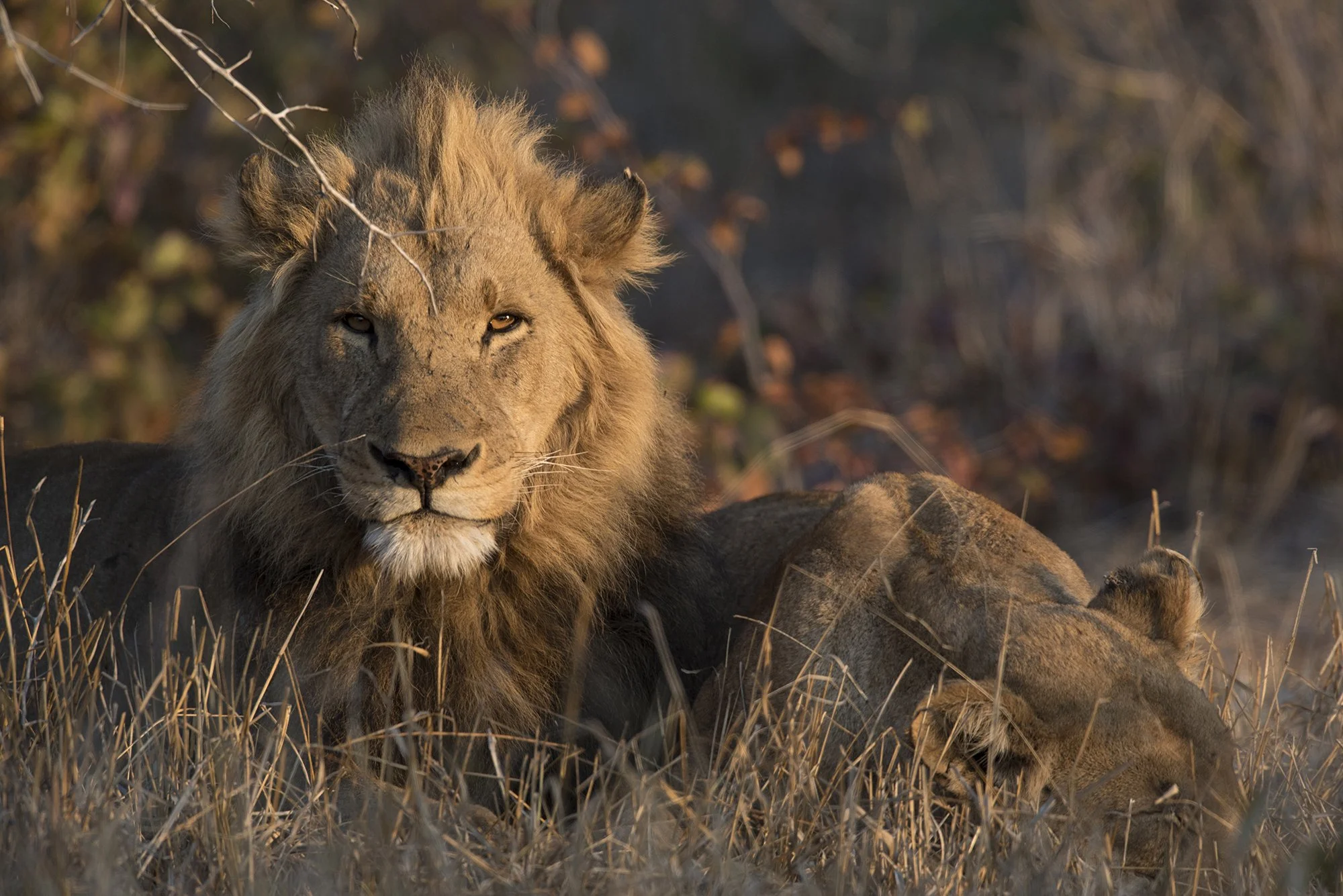 Singita Malilangwe_Lion Mating_Jenny Hishin.jpg
