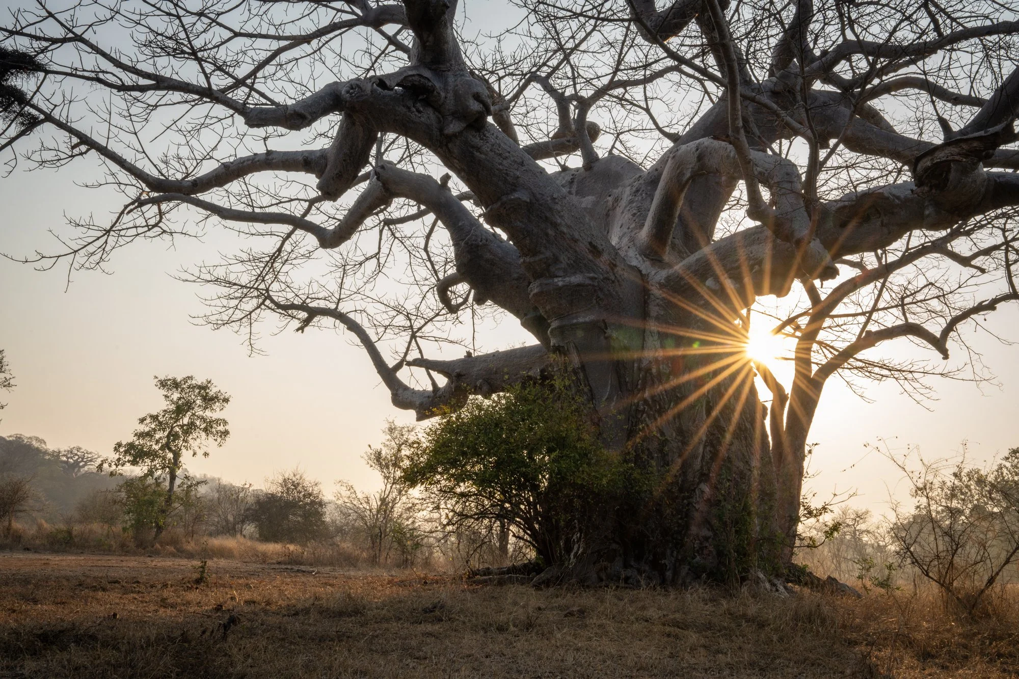 Singita Malilangwe_Boabab Tree.jpg