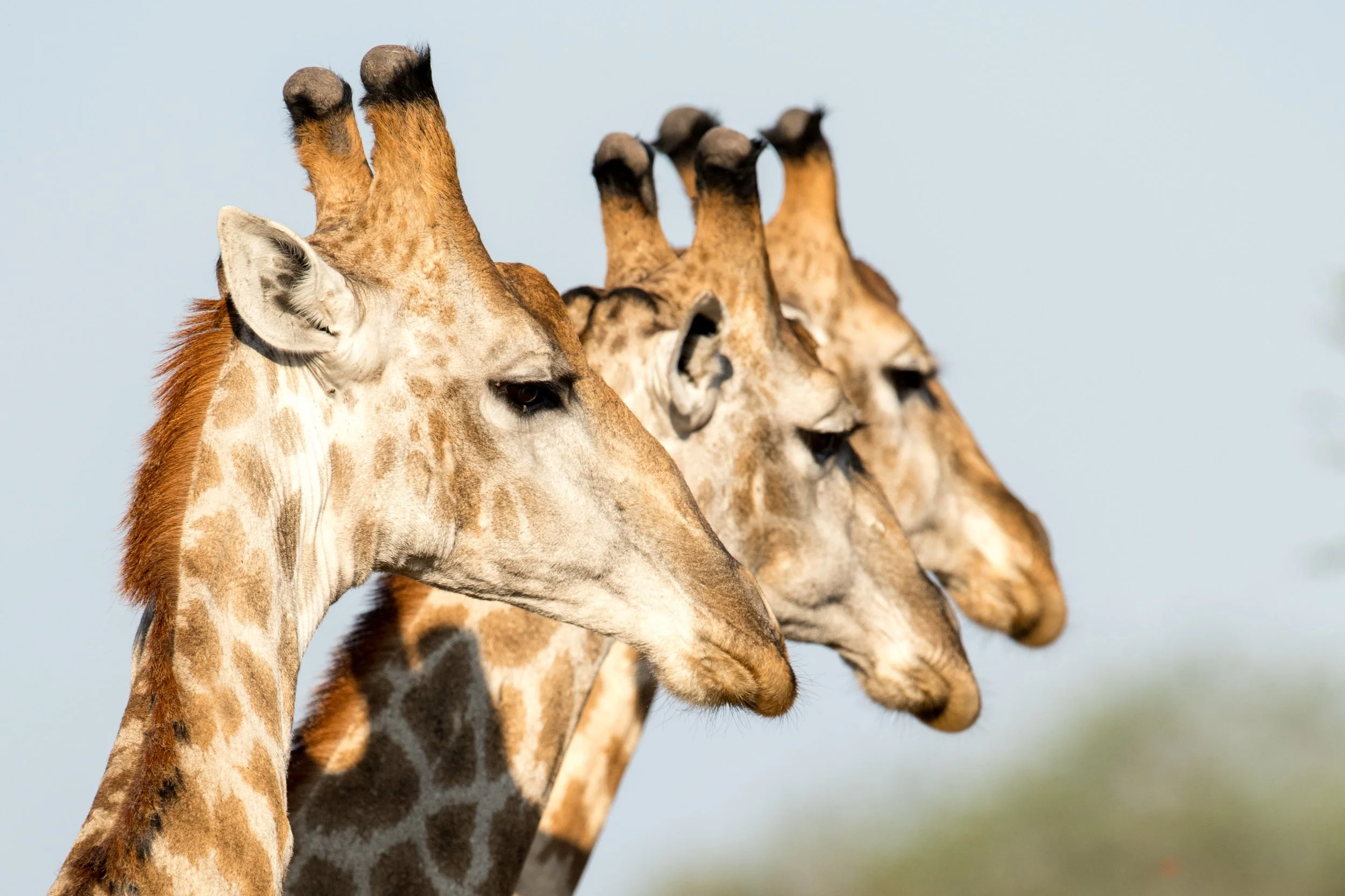 Singita Malilangwe_Giraffe_Ross Couper.jpg