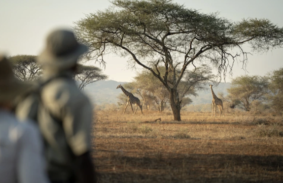 Where the Wild Still Whispers