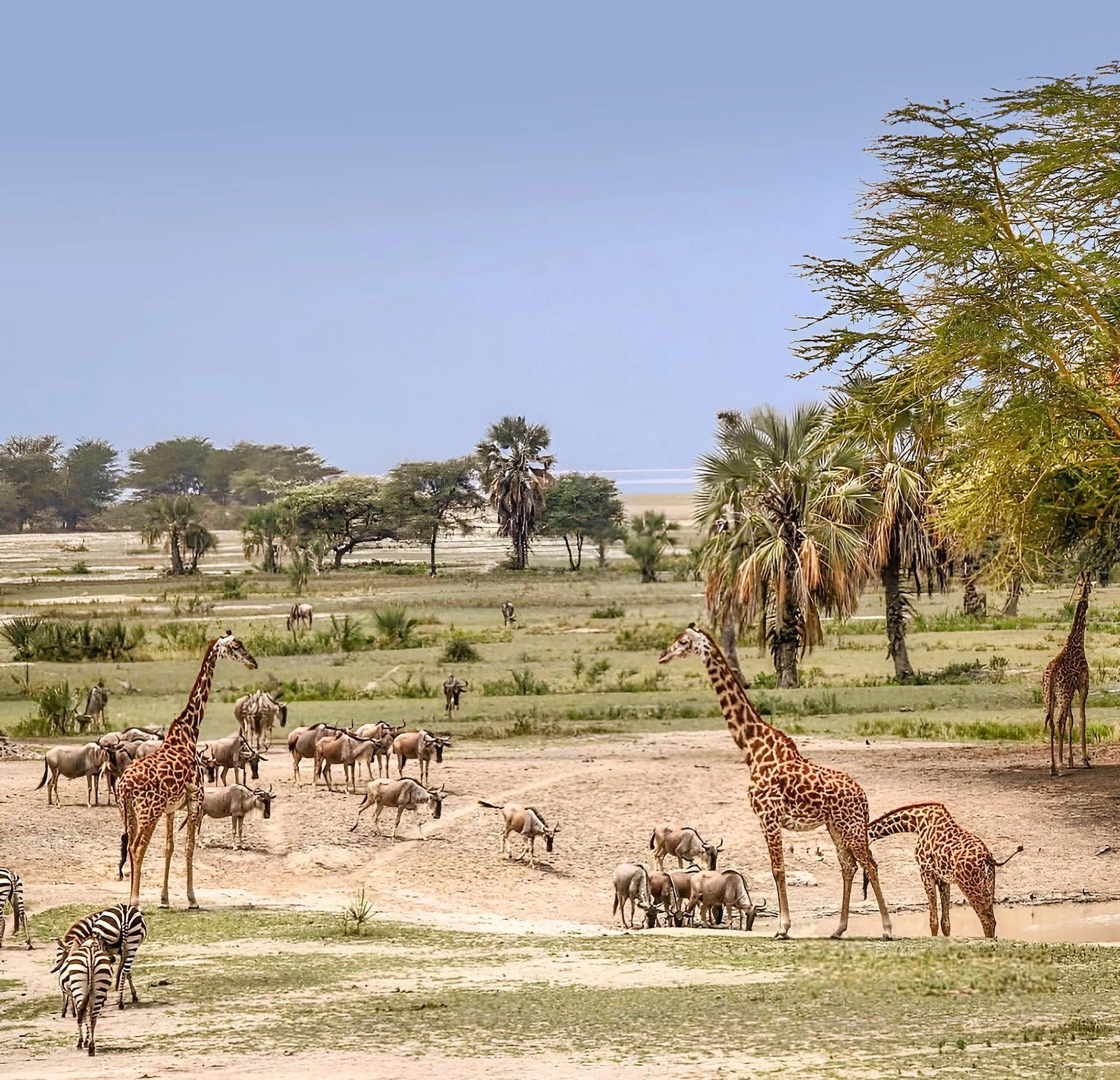 Kwakuchinja Corridor 2.jpg