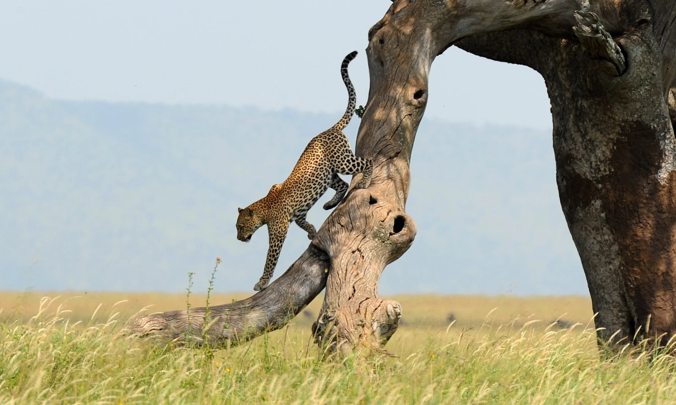 Songa Tented Camp - leopard.jpg