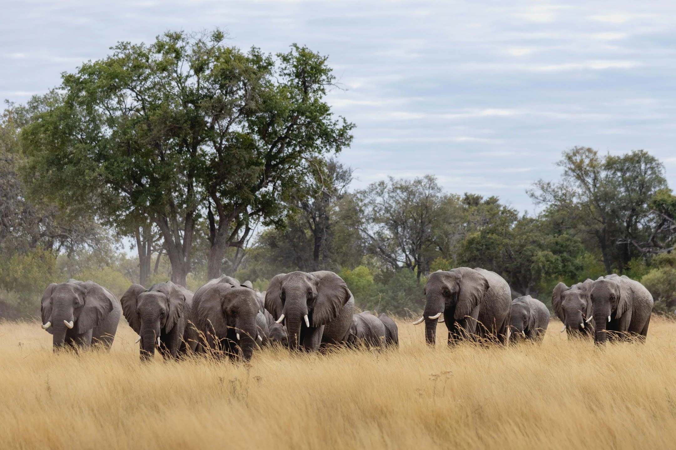1772188051168botsnorth-island-okavangoelephant-2.jpg