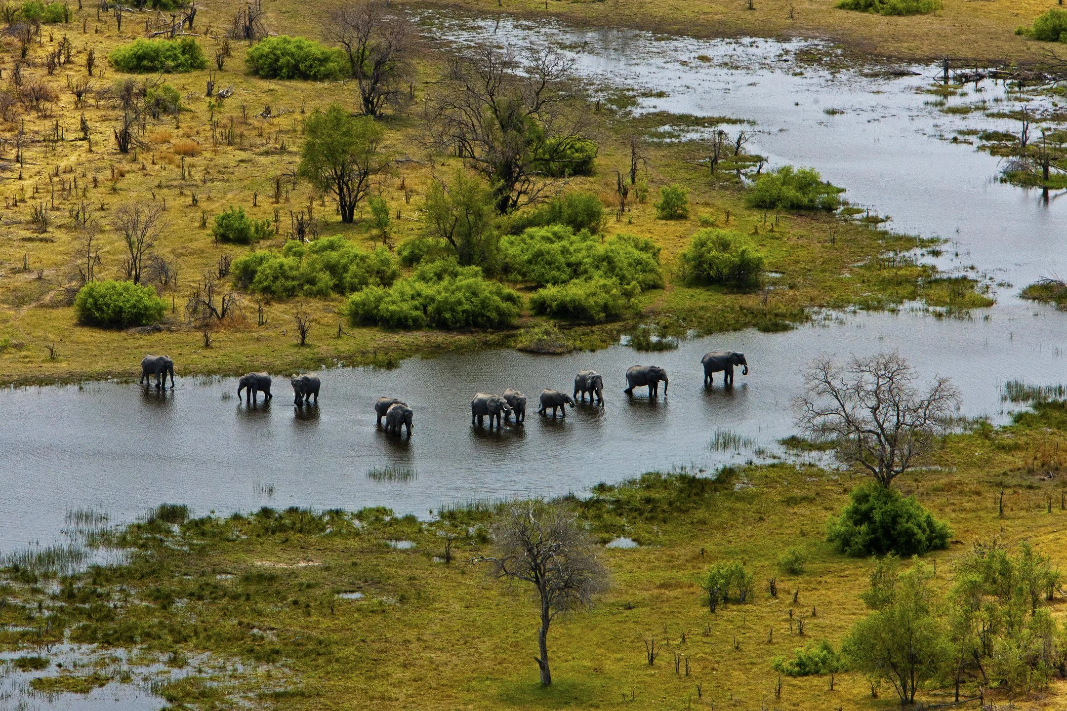 Elephants and the Selinda Spillway from the Air.jpg