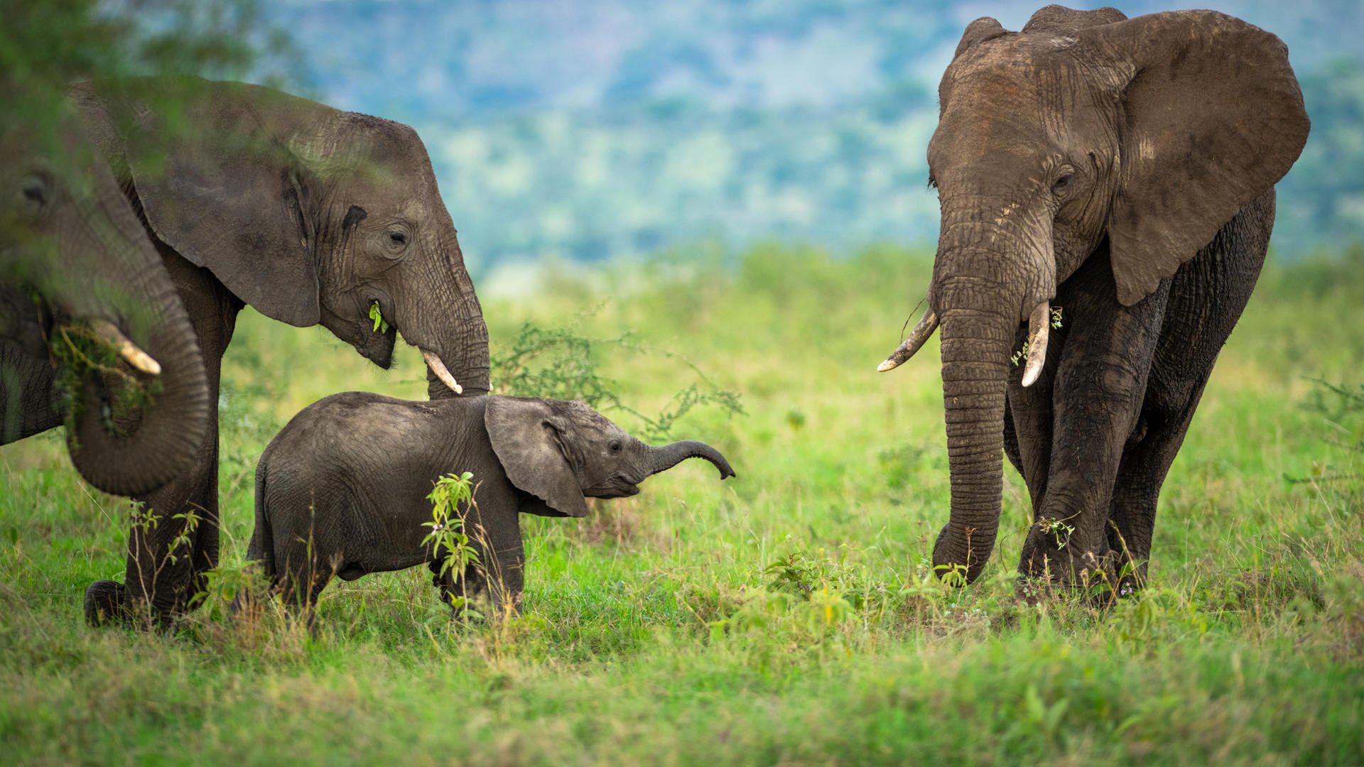 The Elephant in the Room
