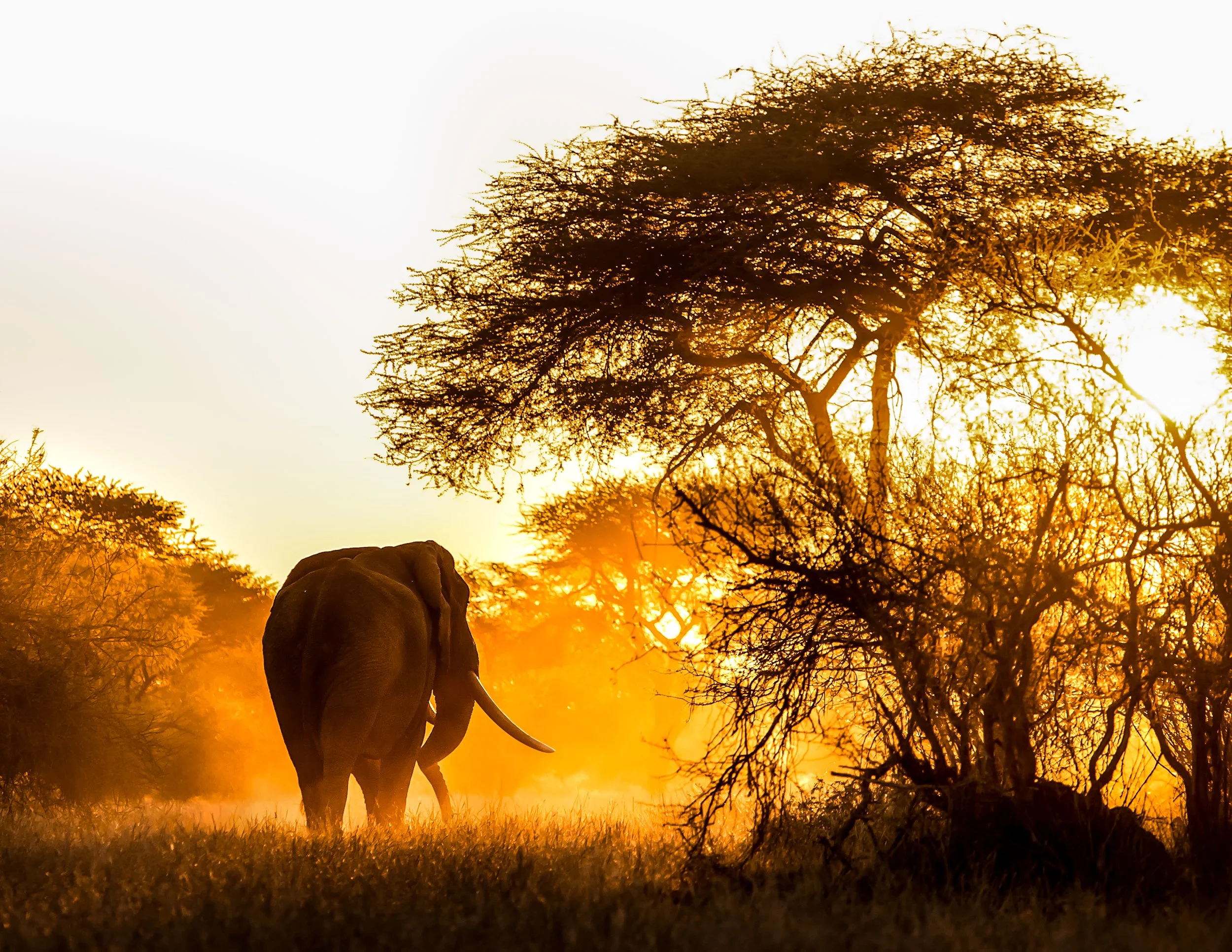 Singita Malilangwe_Elephant_Ross Couper.jpg