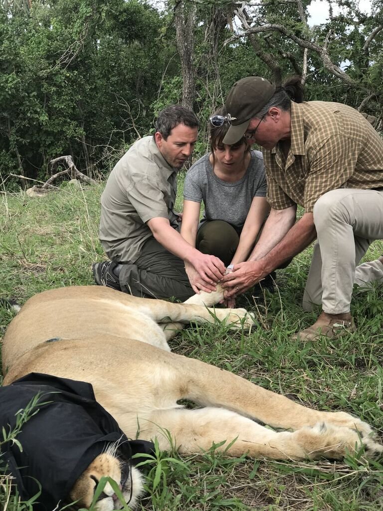 John Banovich, collaring lions, Tanzania 2017CR.jpeg