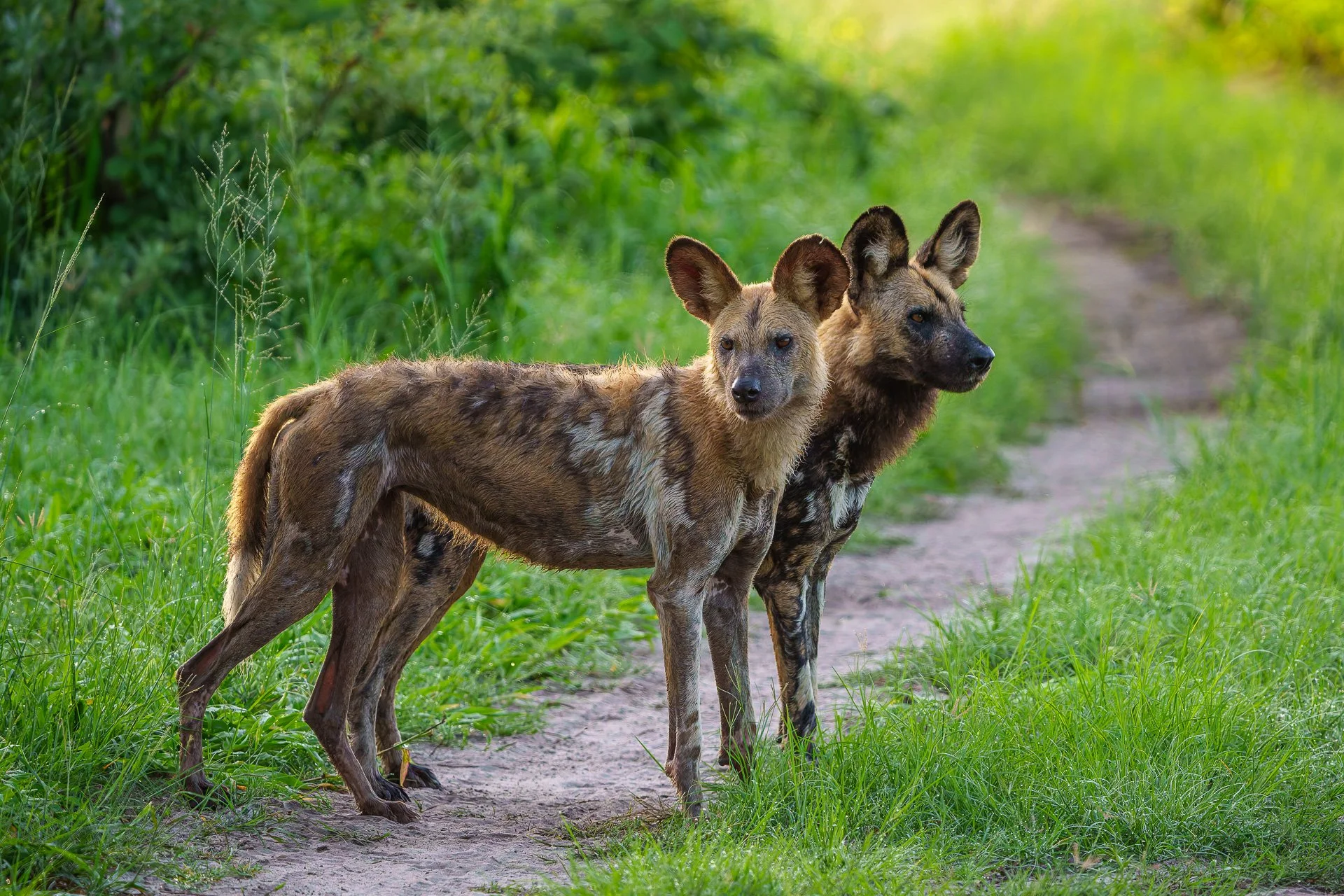 WILD EXPEDITIONS - Karangoma - Wildlife & Landscapes - Wild dogs on the path.JPG