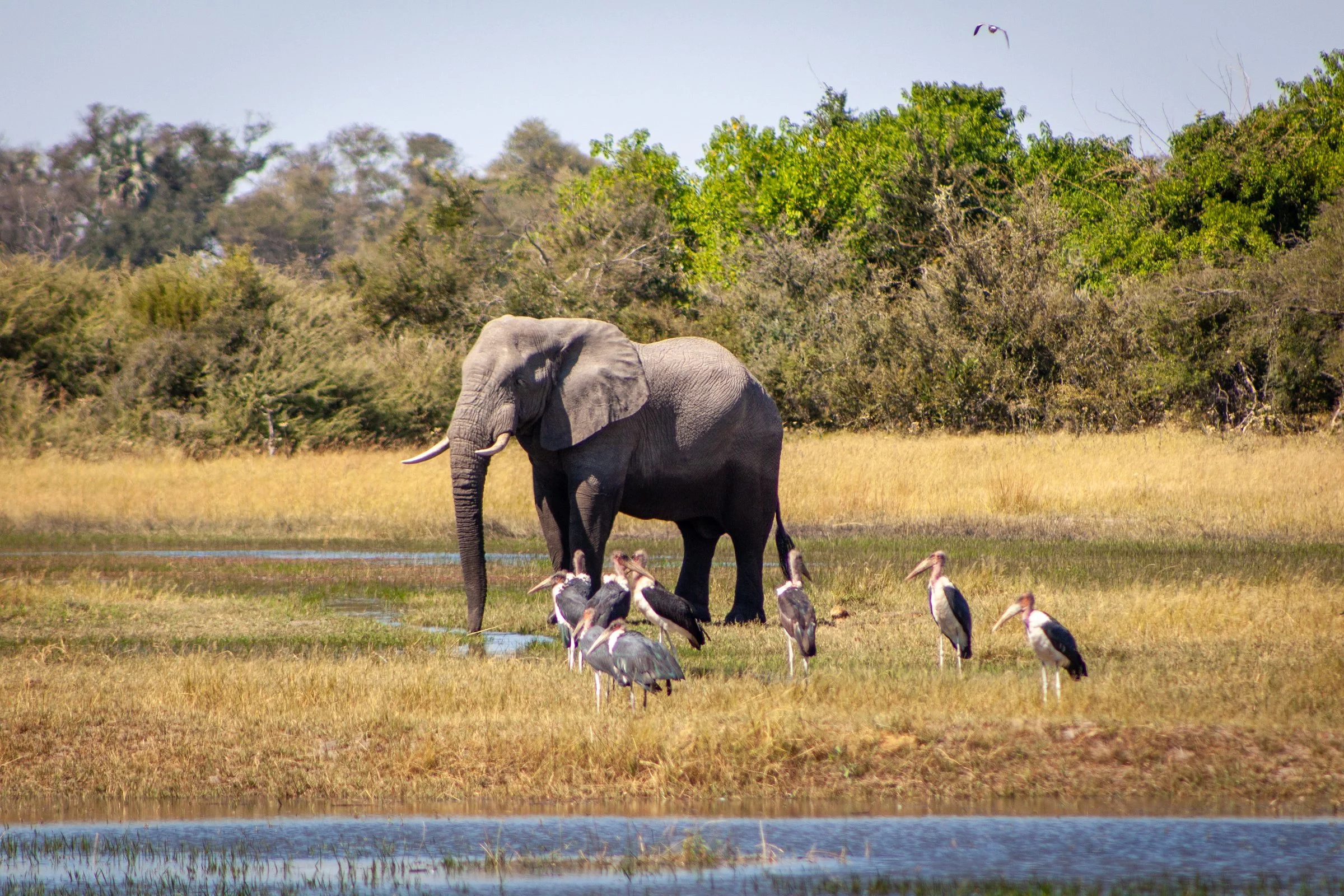 machaba-gomoti-experience-guided-walk-mvr-011.jpg