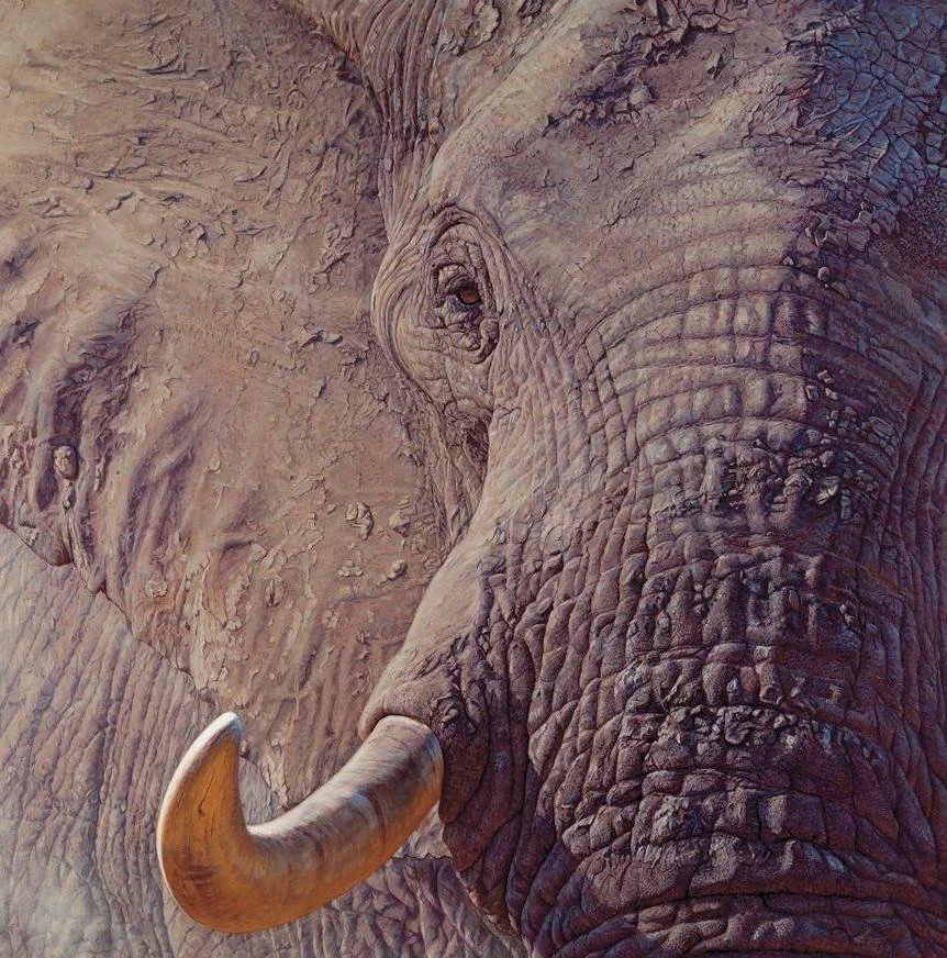 John Banovich - Tusk