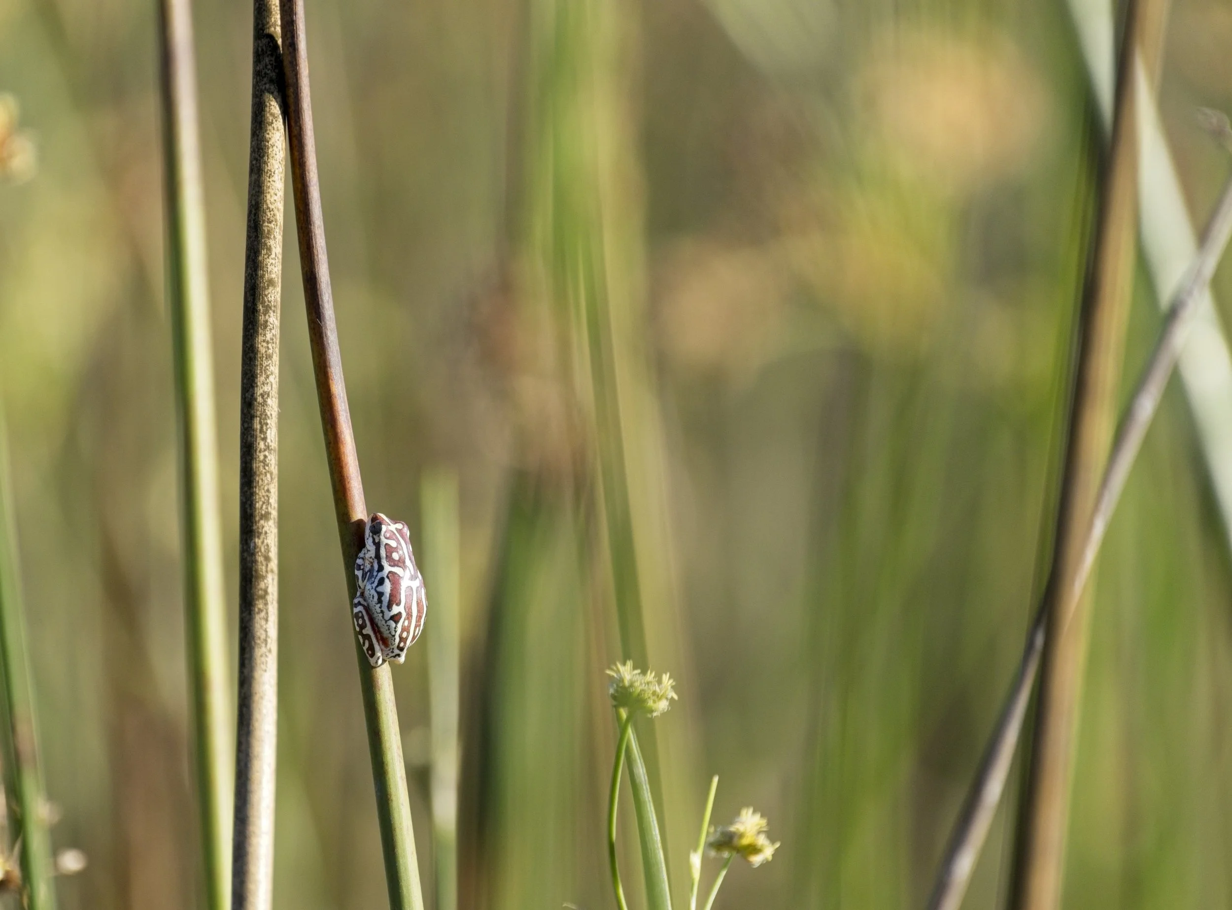 WILD EXPEDITIONS - Karangoma - Reed frog (Jamie Thom).jpg