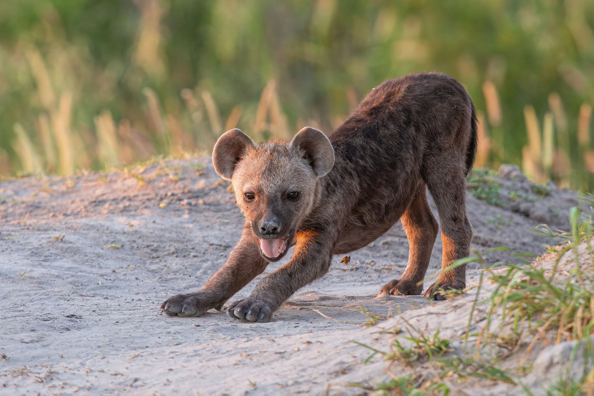 machaba-safaris-web-wildlife-predators-heyna-pup-stretch.jpg