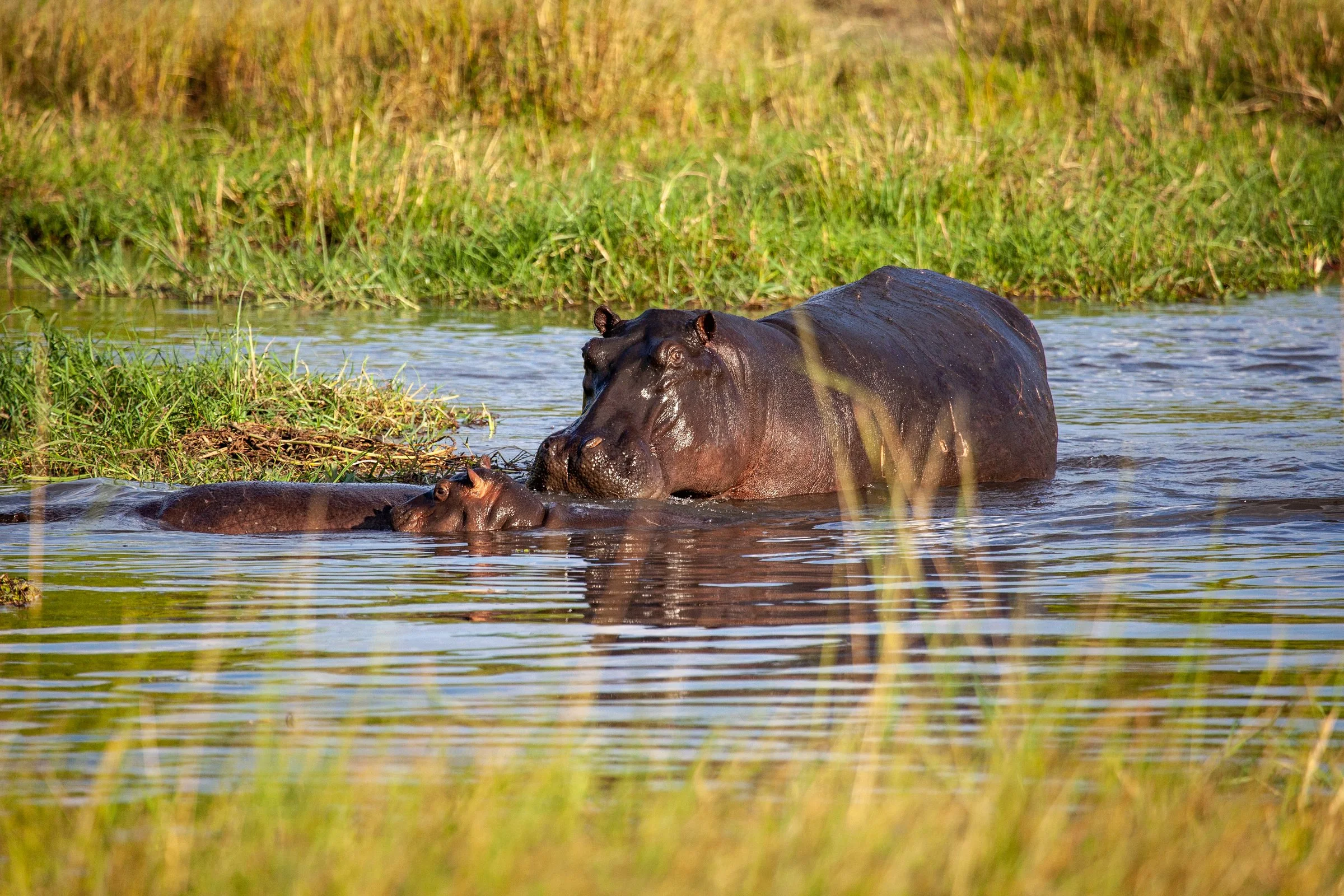 machaba-machaba-experience-safari-mvr-027.jpg