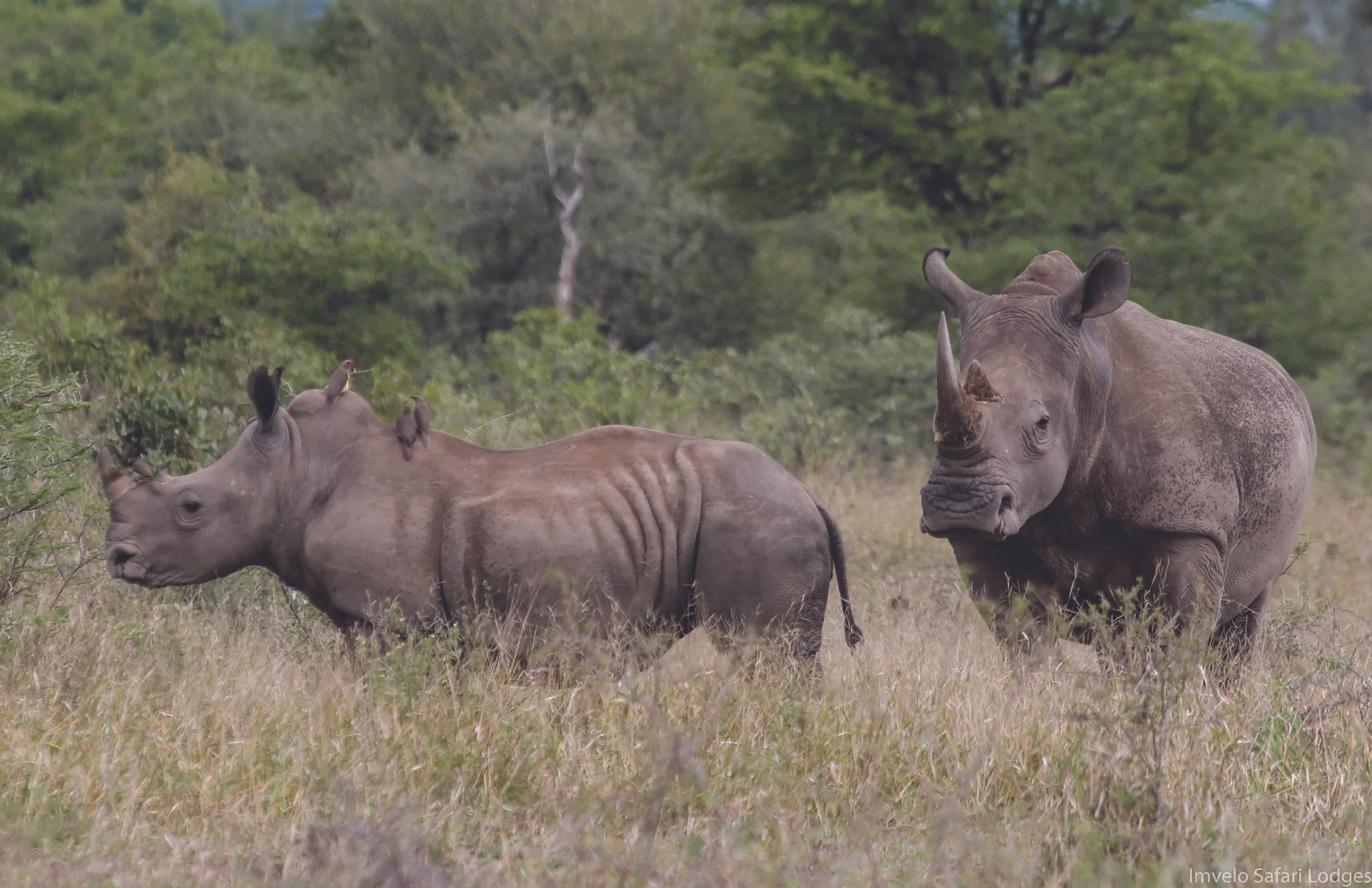 Imvelo, Mlevu White Rhino.jpg