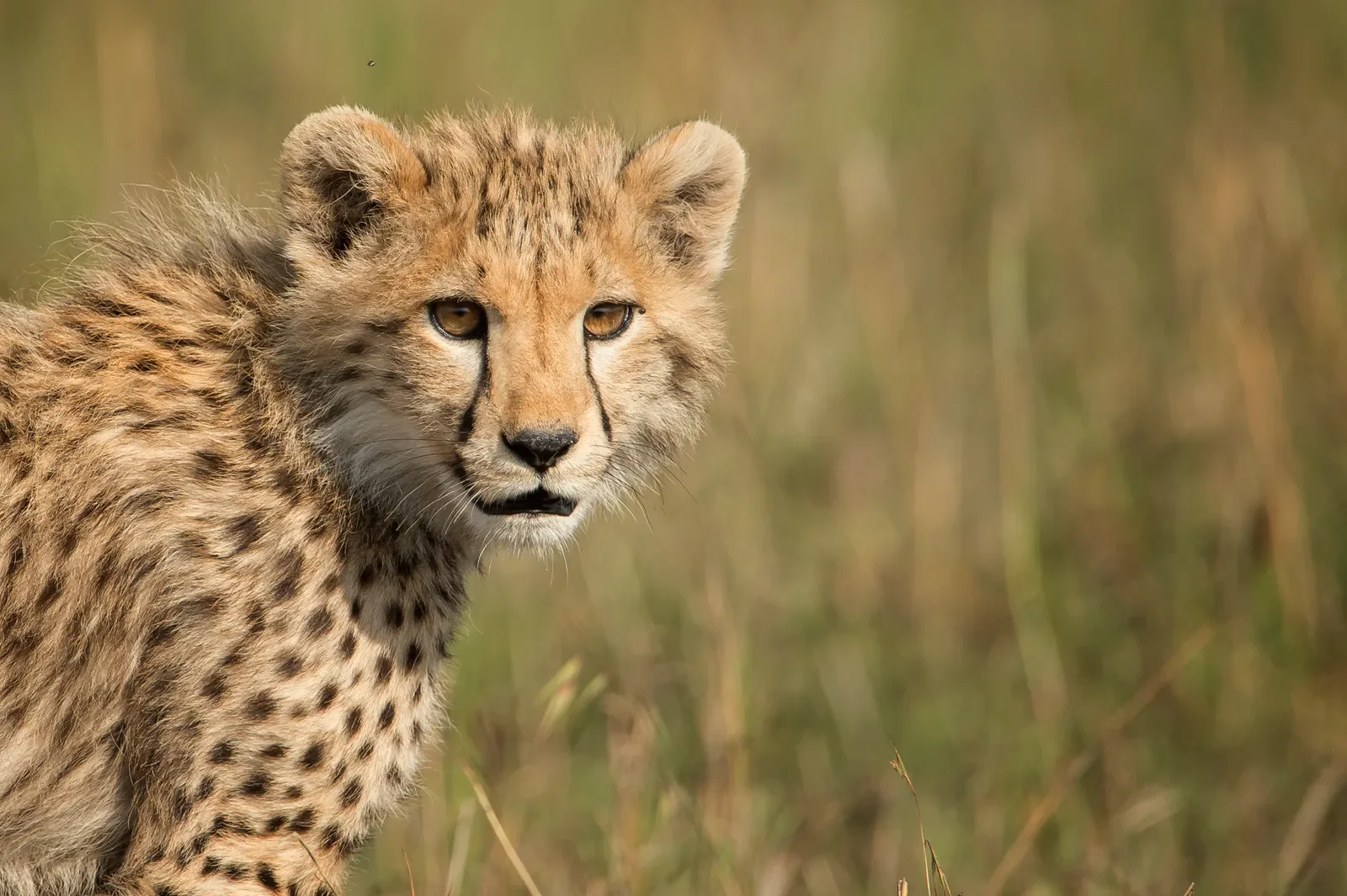 Singita Grumeti (game drive - cheetah)-1-99.webp