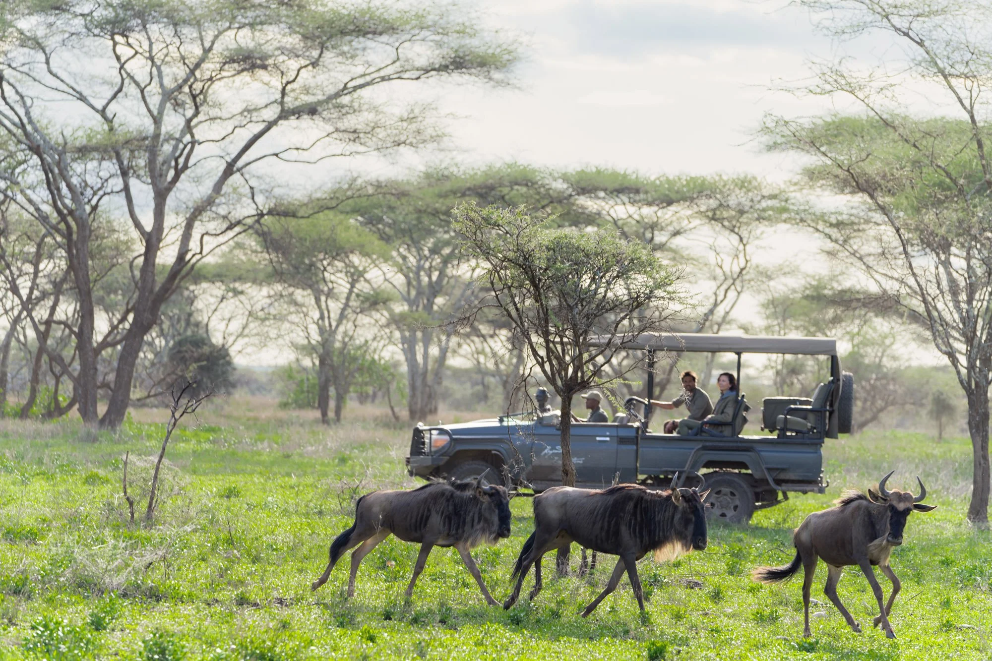 Songa Tented Camp - game drives.jpg