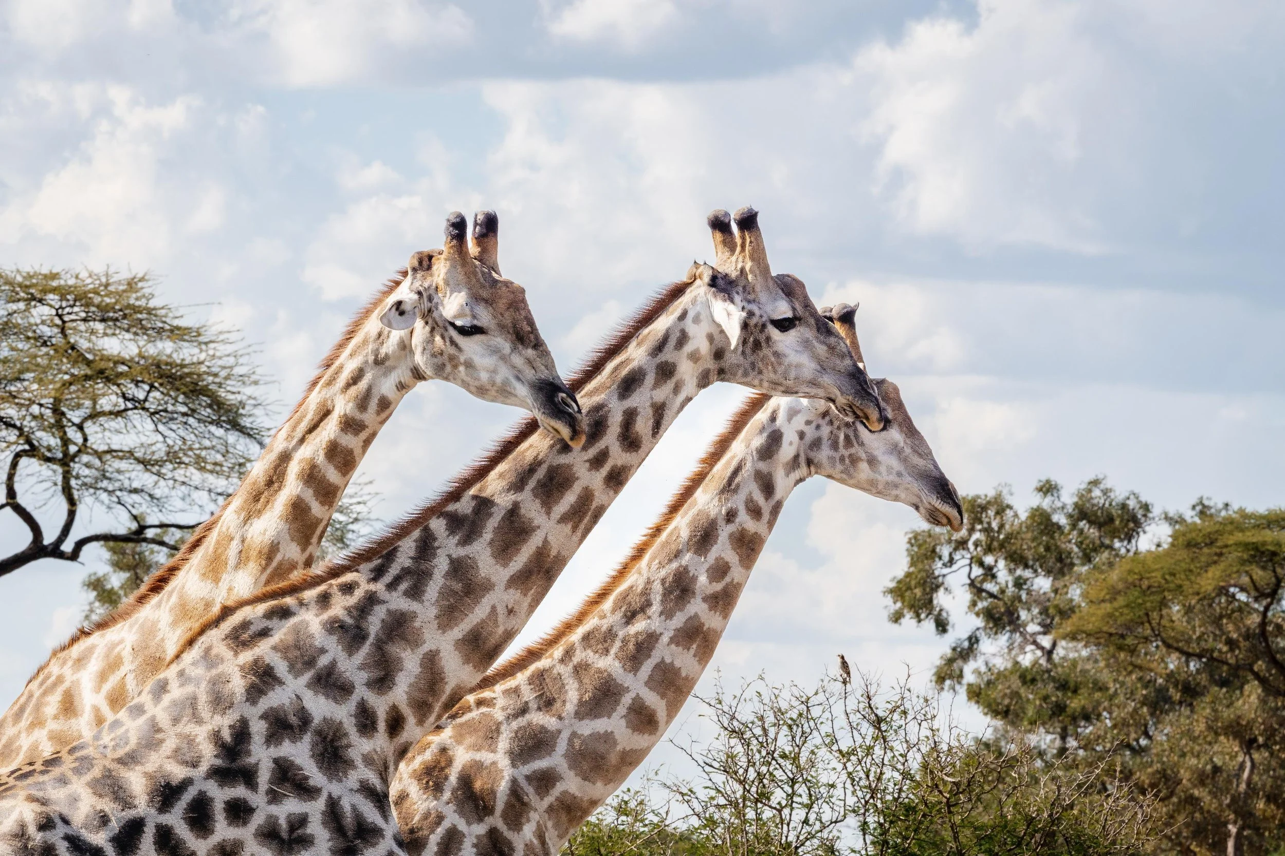 1742999687262_Matetsi-Victoria-Falls_Giraffe-(3).jpeg