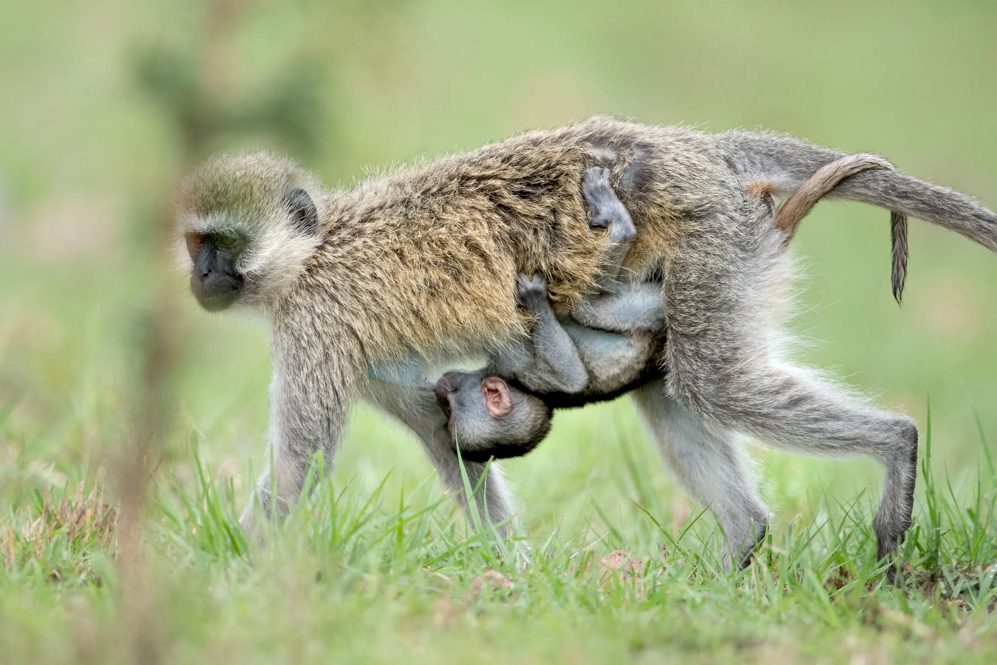 Singita Sabi Sand_Vervet Monkey_Ross Couper.jpg