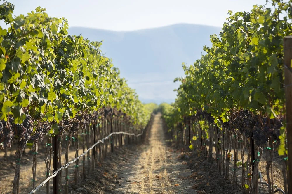 Wines Cooper Red Mountain