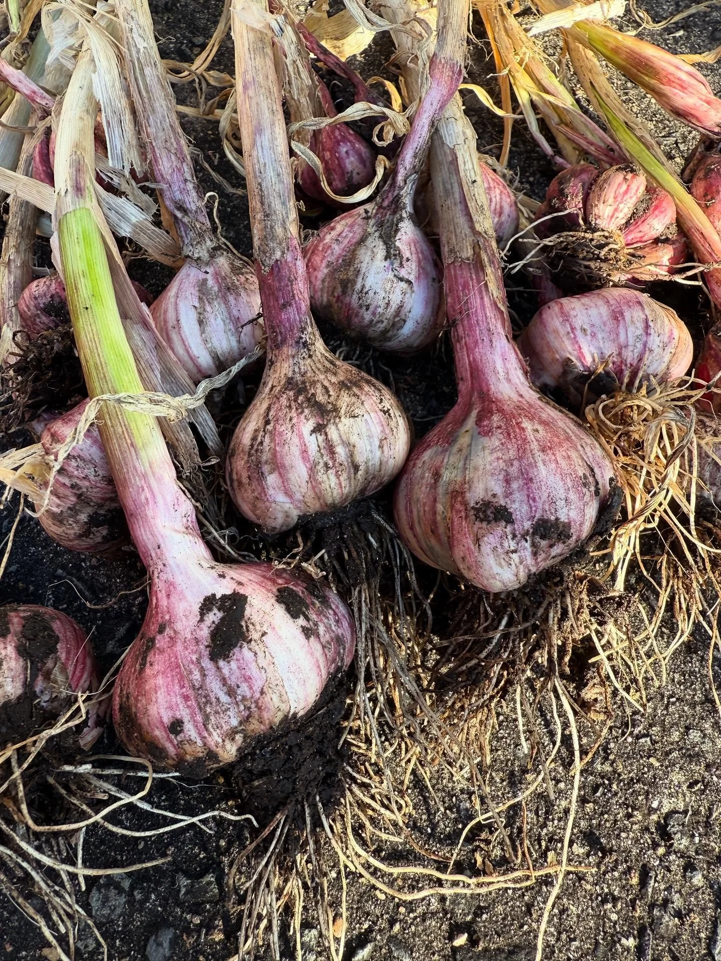From 18 garlic cloves came 17 garlic bulbs 😍 
Garlic is low maintenance and incredibly easy to grow! Now, they are just curing for a few weeks, or till the stems are fully dry, and just like that we have a three month supply 🙌🏼 Thank you garden &h