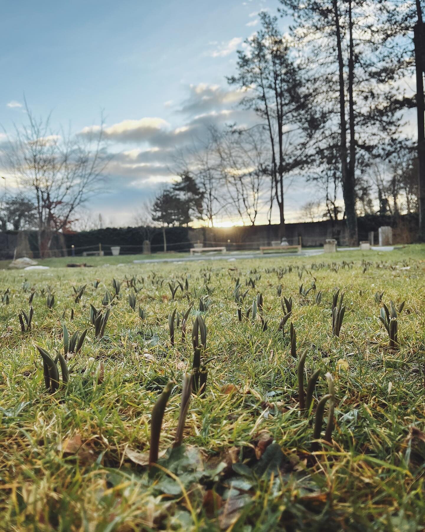Auch beim Friedhof Langacker beginnt es langsam wieder zu gr&uuml;nen. Hier konnten wir den neuen Vorplatz vor der Abdankungshalle planen. Letzten Herbst kamen dann 1050 Schatten- und Halbschatten Stauden in den Boden - dazu drei Schirmamelanchier un