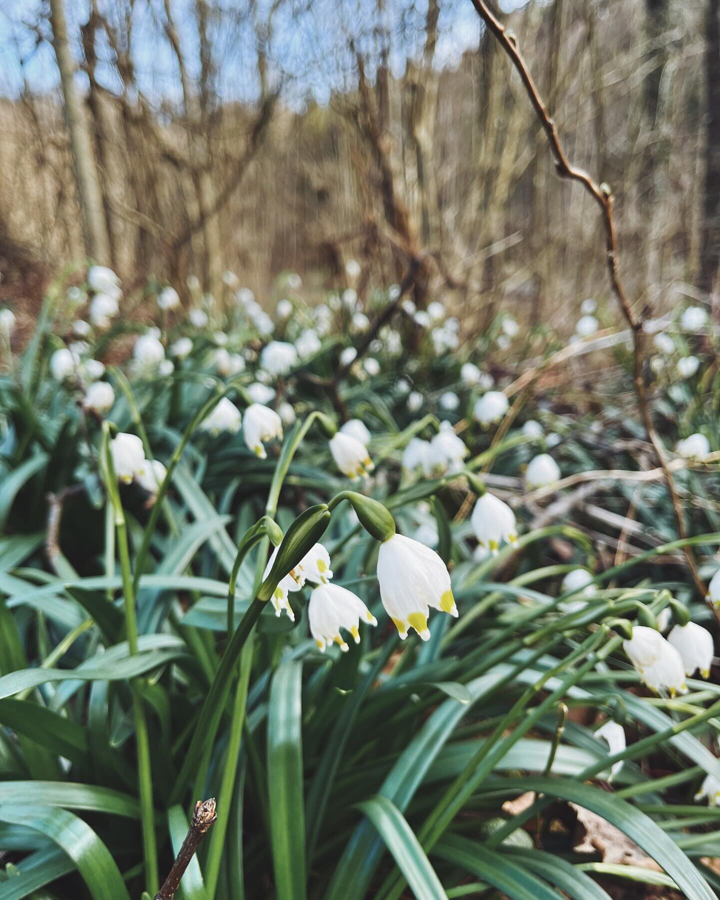 Die Fr&uuml;h-Linge gr&uuml;ssen freundlichst aus allen gr&uuml;nen Ecken. 
.
.
.
.
.
#fr&uuml;hlinge #leucojumvernum