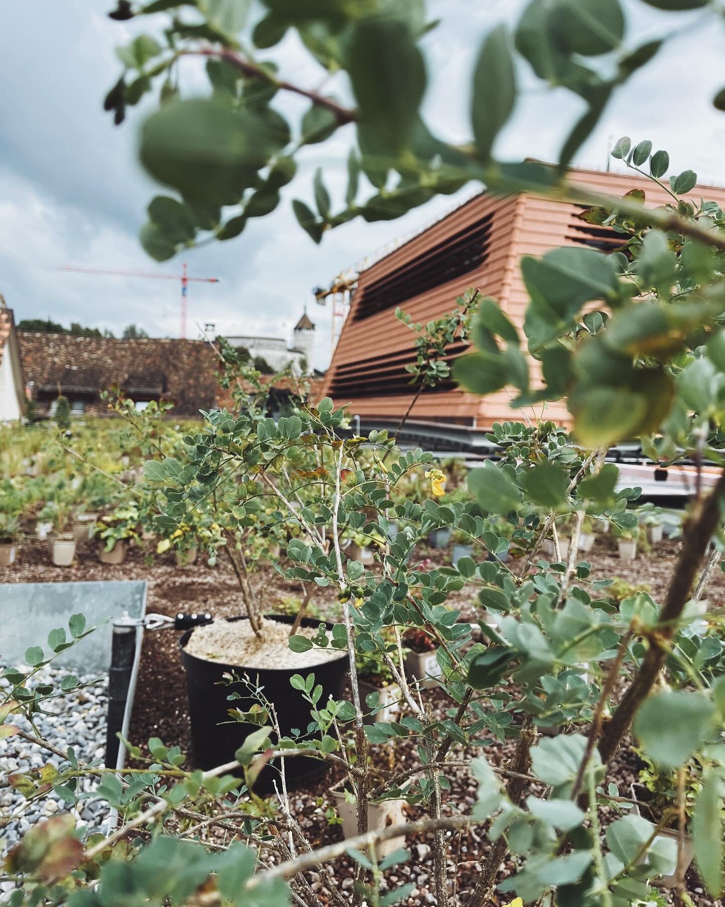 Das Dach des neuen Stadthausgevierts in Schaffhausen wird ab dem n&auml;chsten Jahr z&uuml;nftig summen und brummen! Denn da gibts jetzt tolle Amuse-Bouches f&uuml;r Wildbienen, Falter und ihre Freunde. Eine ziemliche B&uuml;etz wars mit den &uuml;be