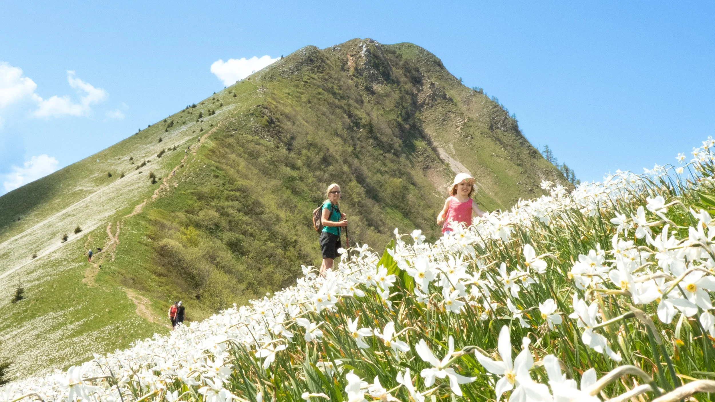 Two women and two children hiking on a mountain trail surrounded by white flowers with a green mountain in the background under a blue sky.