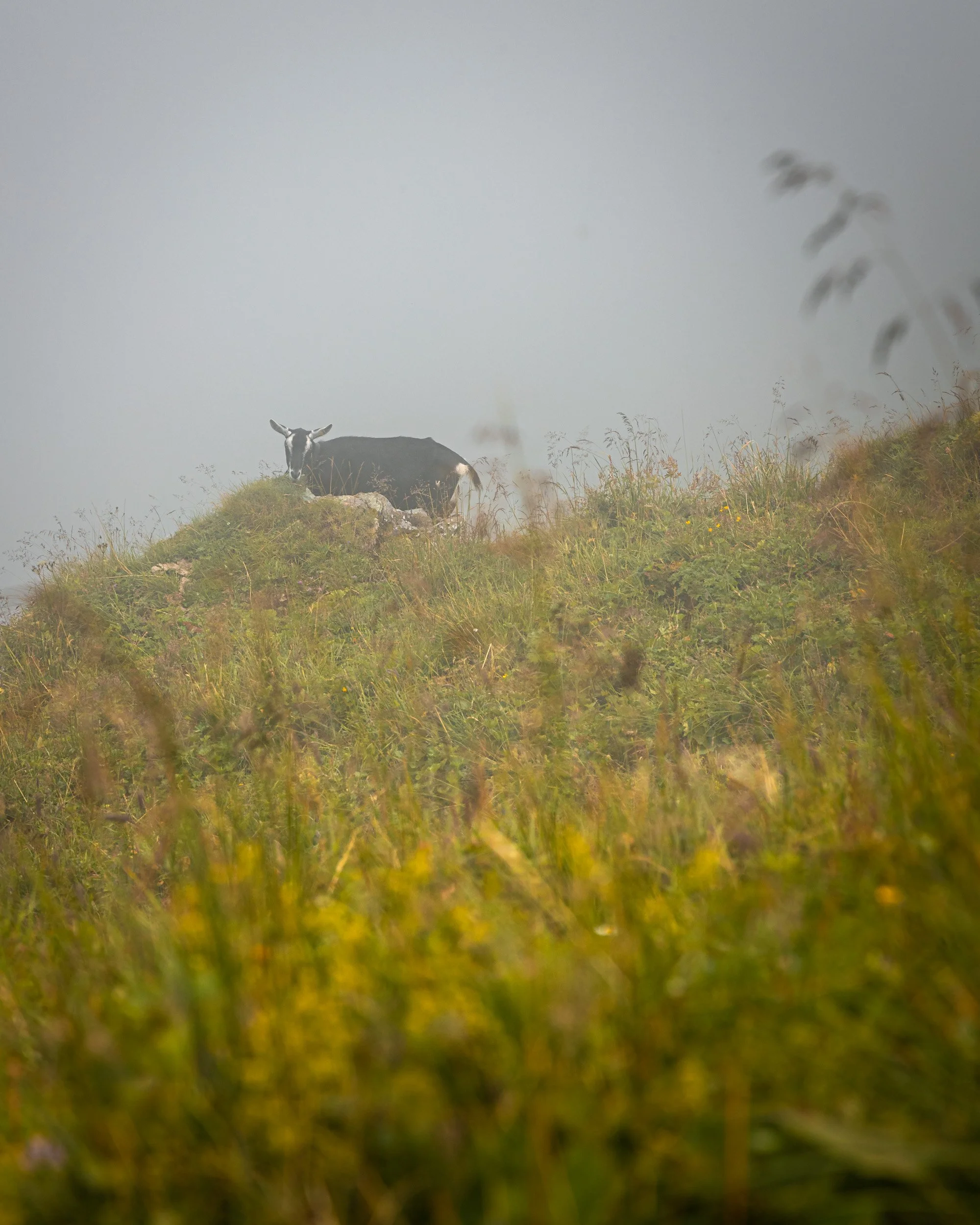 Alpen2020-88.jpg