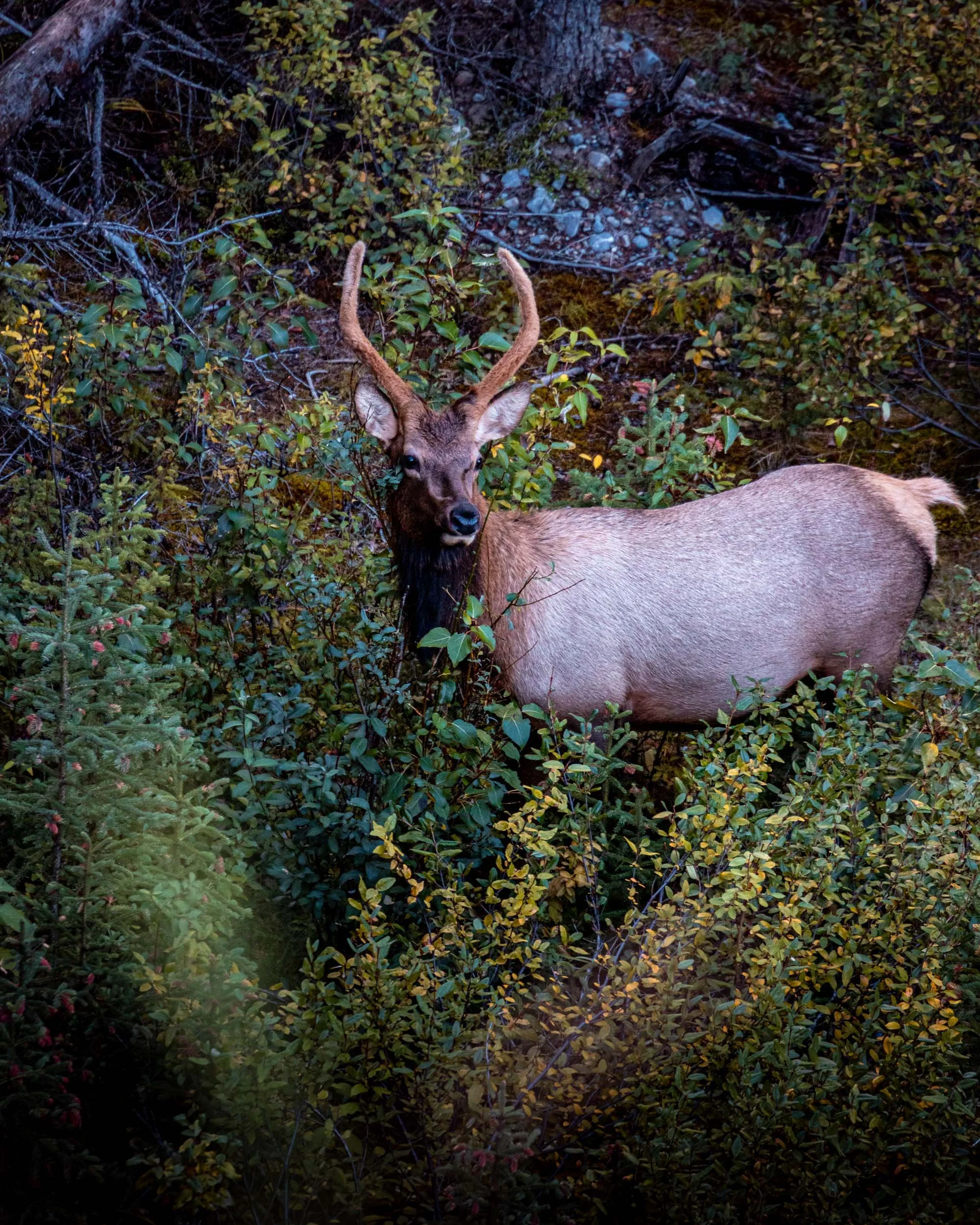Canada West-68.jpg