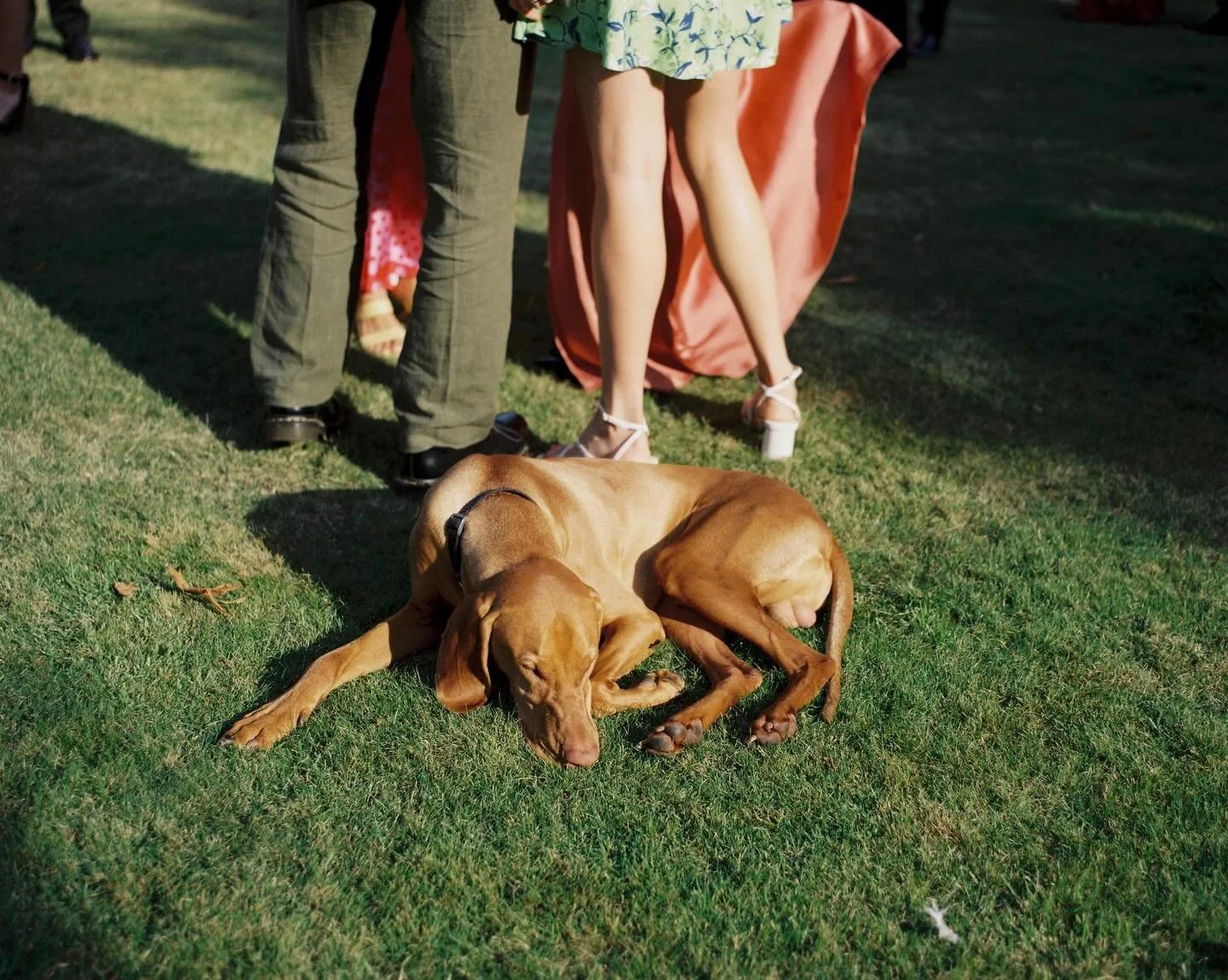 Two main reasons I need to take care of my knees so they can handle wedding days: kids and dogs

#madewithkodak #onfilm