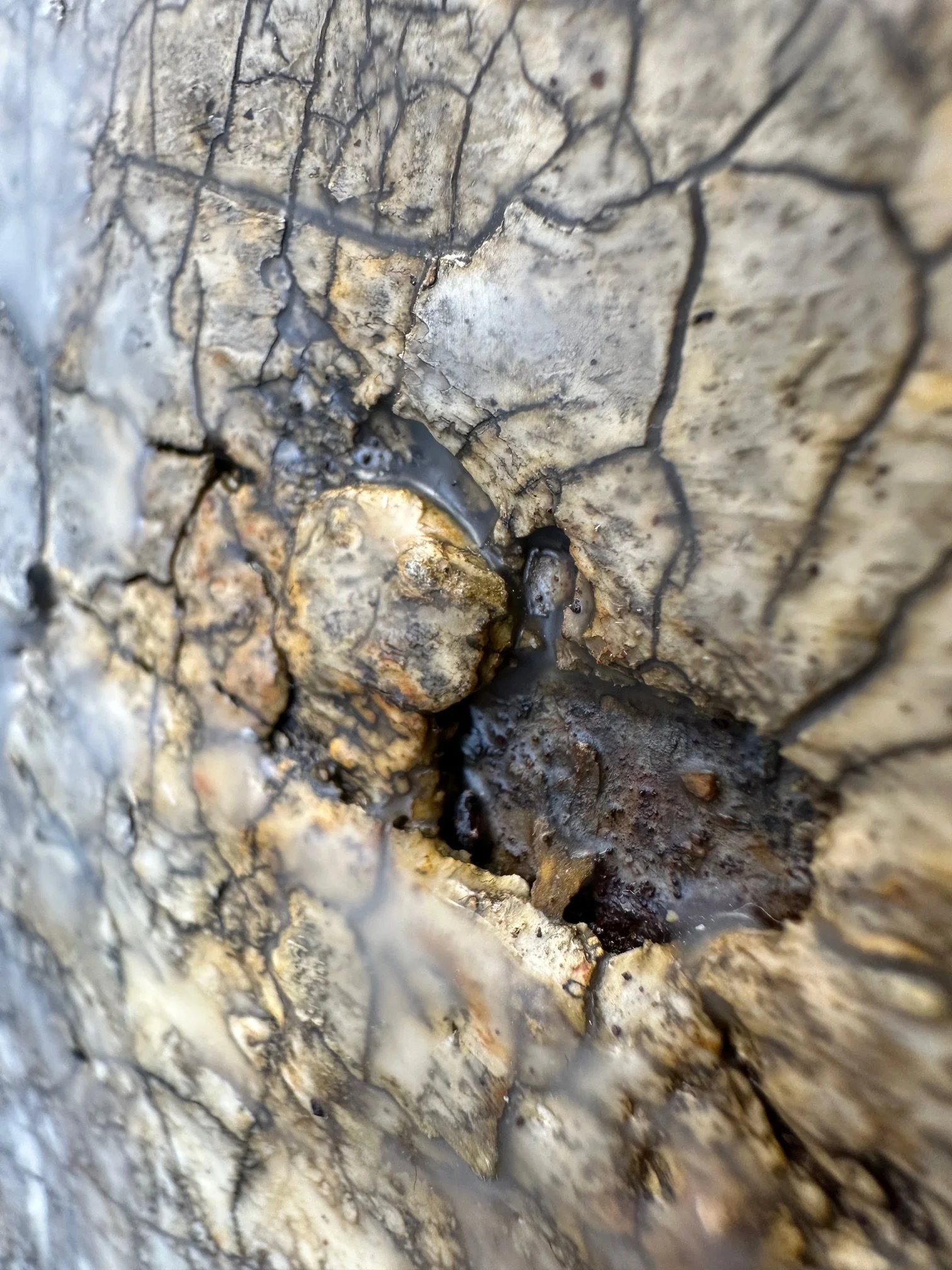 Asche-Regen - Detail 03 - IMG_9893.jpg