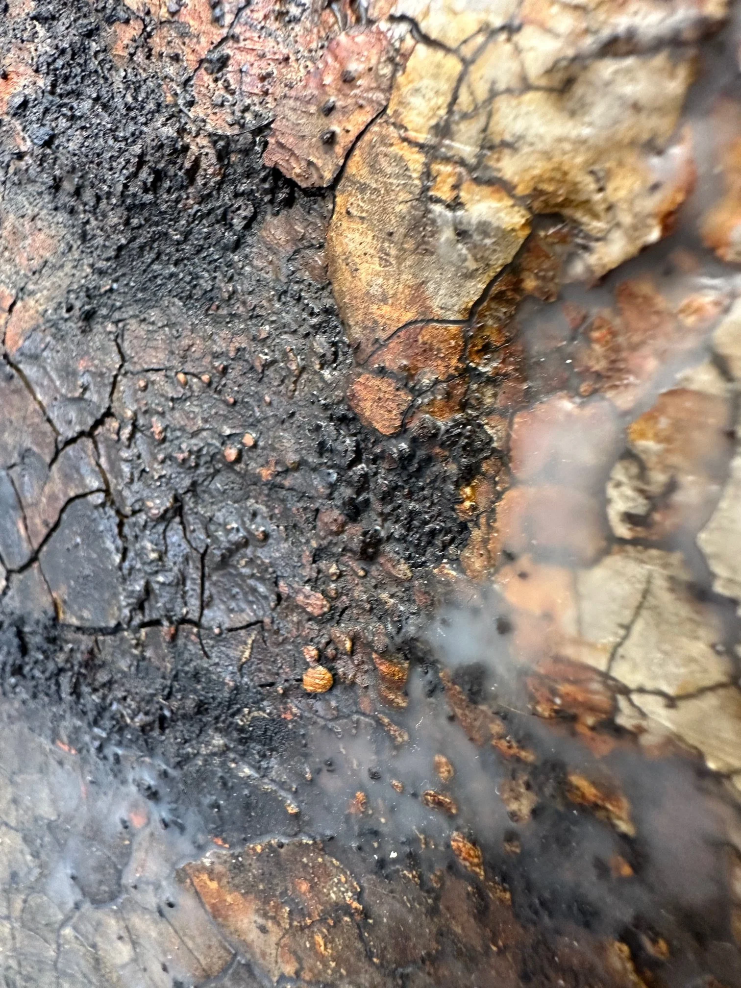 Asche-Regen - Detail 01 - IMG_9896.jpg