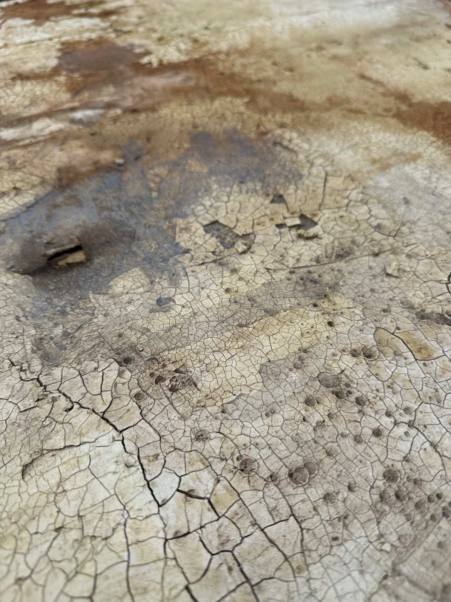 Altes Gemäuer - Detail 05 - IMG_7930.jpg