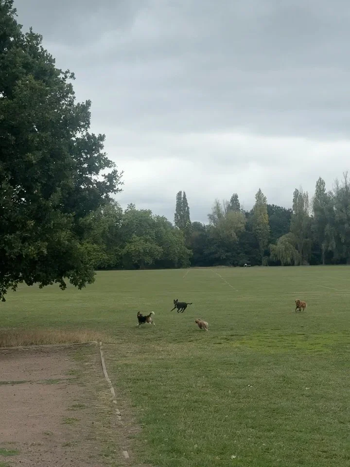 Monday&rsquo;s Walkies Snaps! 🐾📸

Just look at these guys frolicking and loving life ☺️

&bull;
&bull;

🐶 Head to the link in our bio for info on our services, rates, and glowing reviews.
📩 DM us, email hello@happy-little-paws.co.uk, or use the e