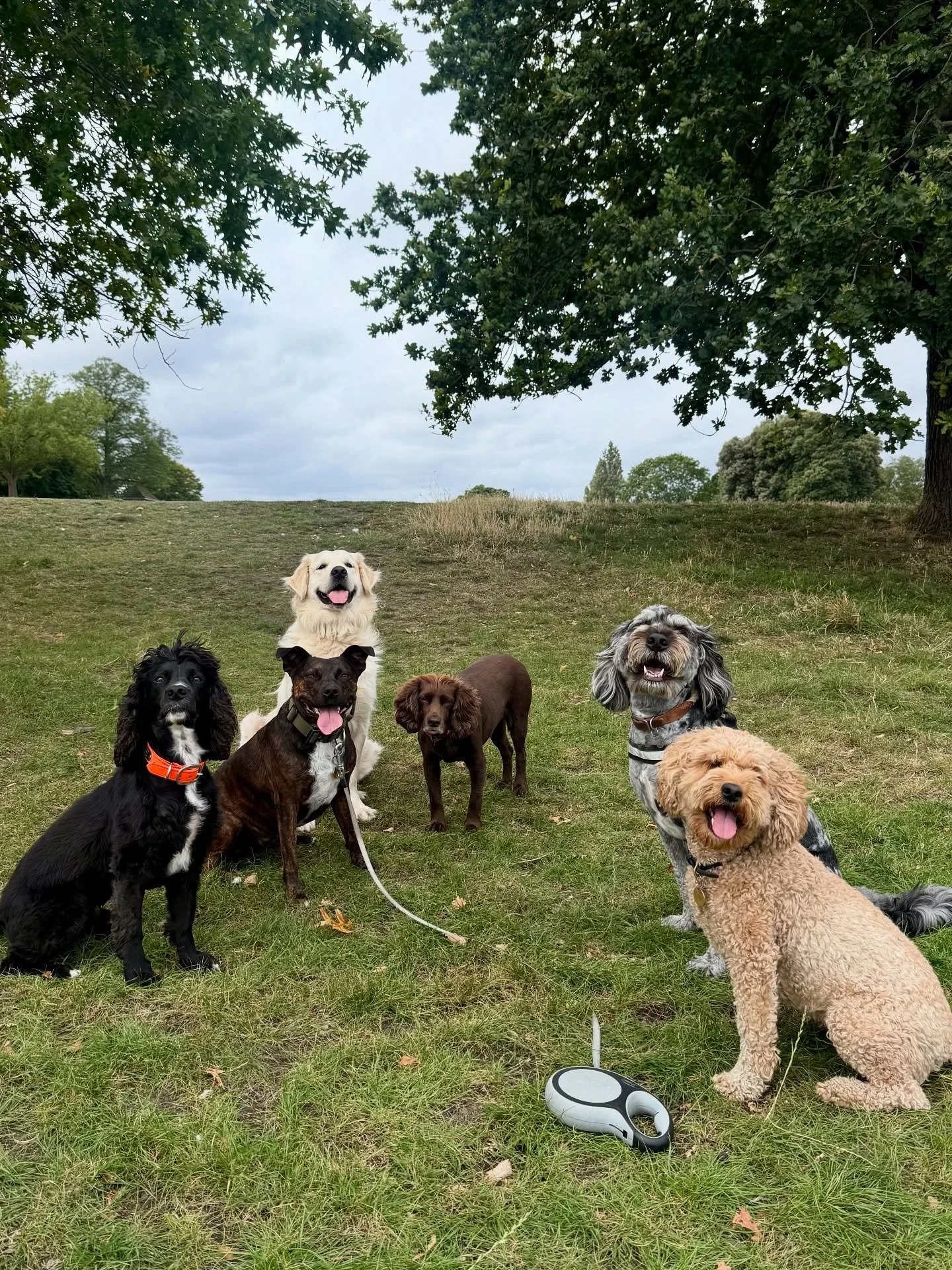 Wednesday&rsquo;s Walkies Snaps! 🐾📸

We had lots of happy faces today! ☺️

New girl Nessa joined the gang today! She&rsquo;s passed her trial walk and now starts her trial month with me 😇

Jasper&rsquo;s checked in for boarding for 10 days 🥳 and 