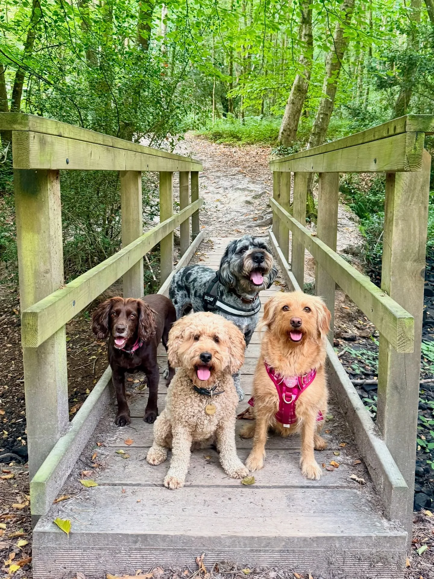 All the group photos from our first ever Adventure Day! 🌿🥾😍

&bull;
&bull;

🐶 Head to the link in our bio for info on our services, rates, and glowing reviews.
📩 DM us, email hello@happy-little-paws.co.uk, or use the enquiry form on our website 