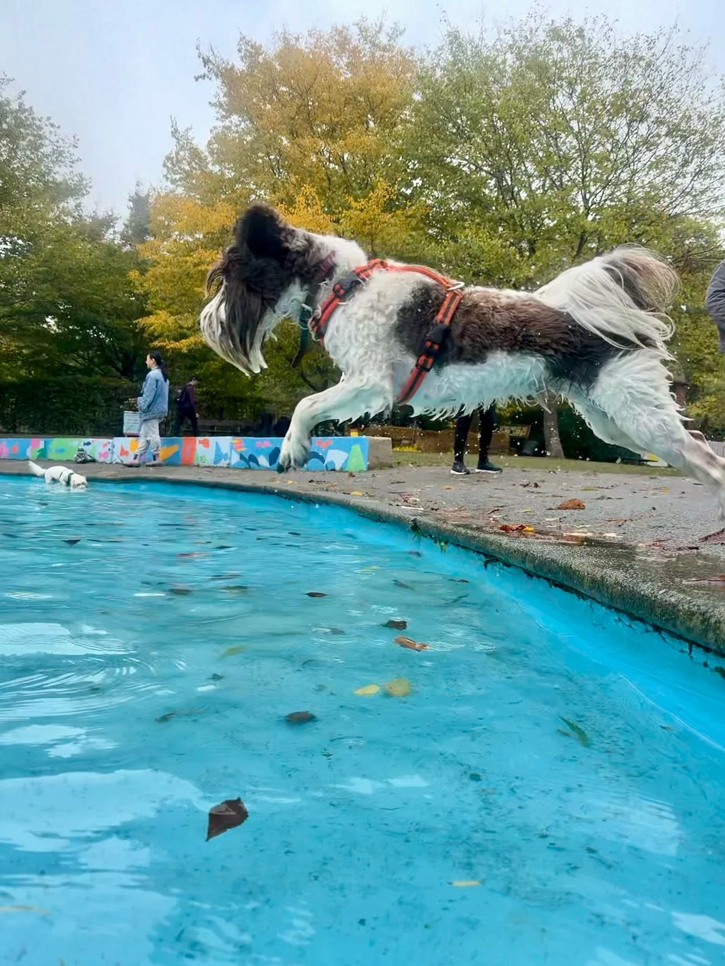 2nd Doggy Splash Day - yes please! 

Thank you again @streathampaddlingpool @themudroomltd 

And special mention to @regandbob for the new gear 😍 I&rsquo;ve got a 10% discount code for anyone interested in buying a perfectly made harness 😊

&bull;
