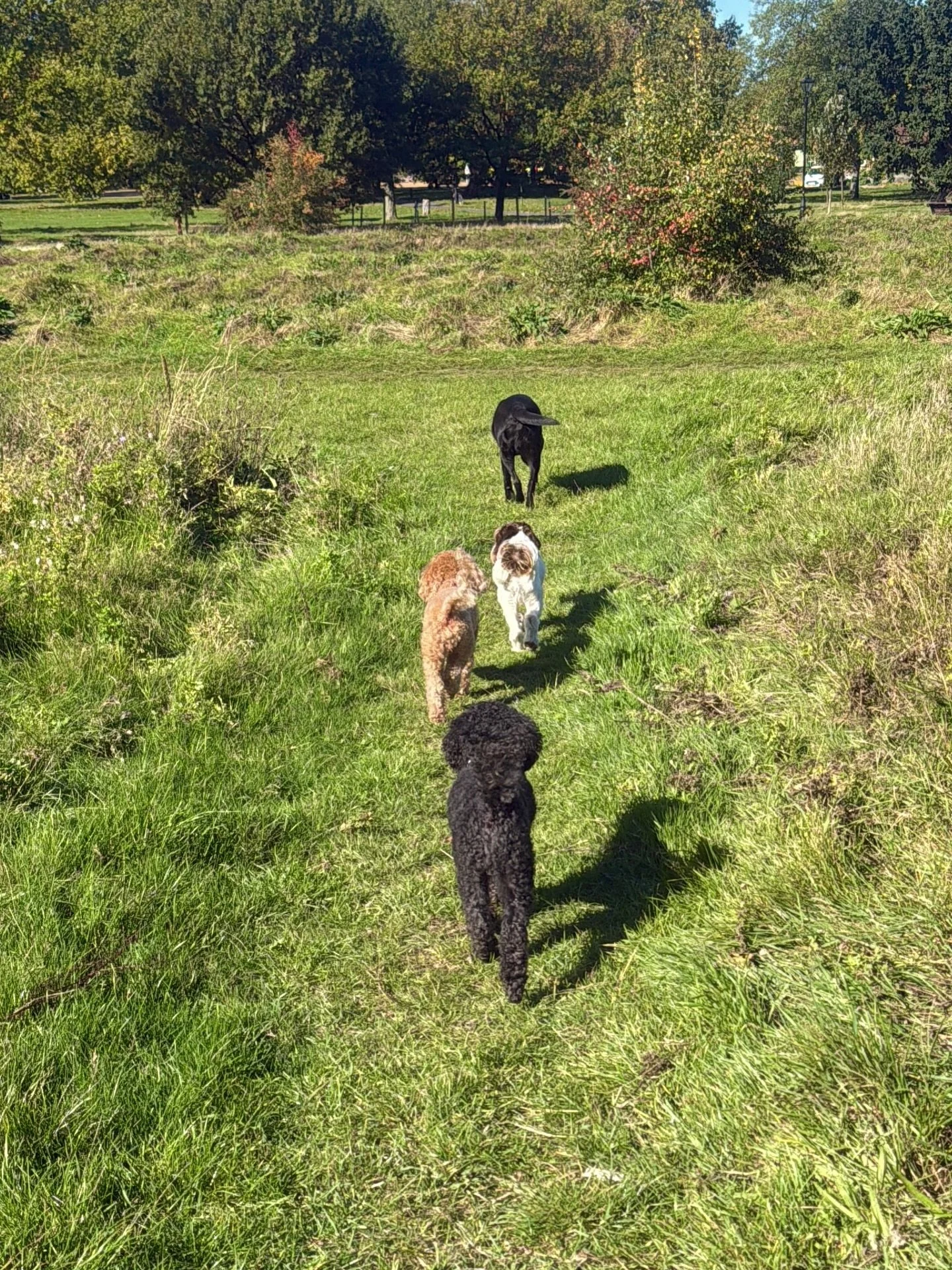 Monday&rsquo;s Walkies Snaps! 🐾📸

&bull;
&bull;

🐶 Head to the link in our bio for info on our services, rates, and glowing reviews.
📩 DM us, email hello@happy-little-paws.co.uk, or use the enquiry form on our website to get in touch.

Natasha 👱