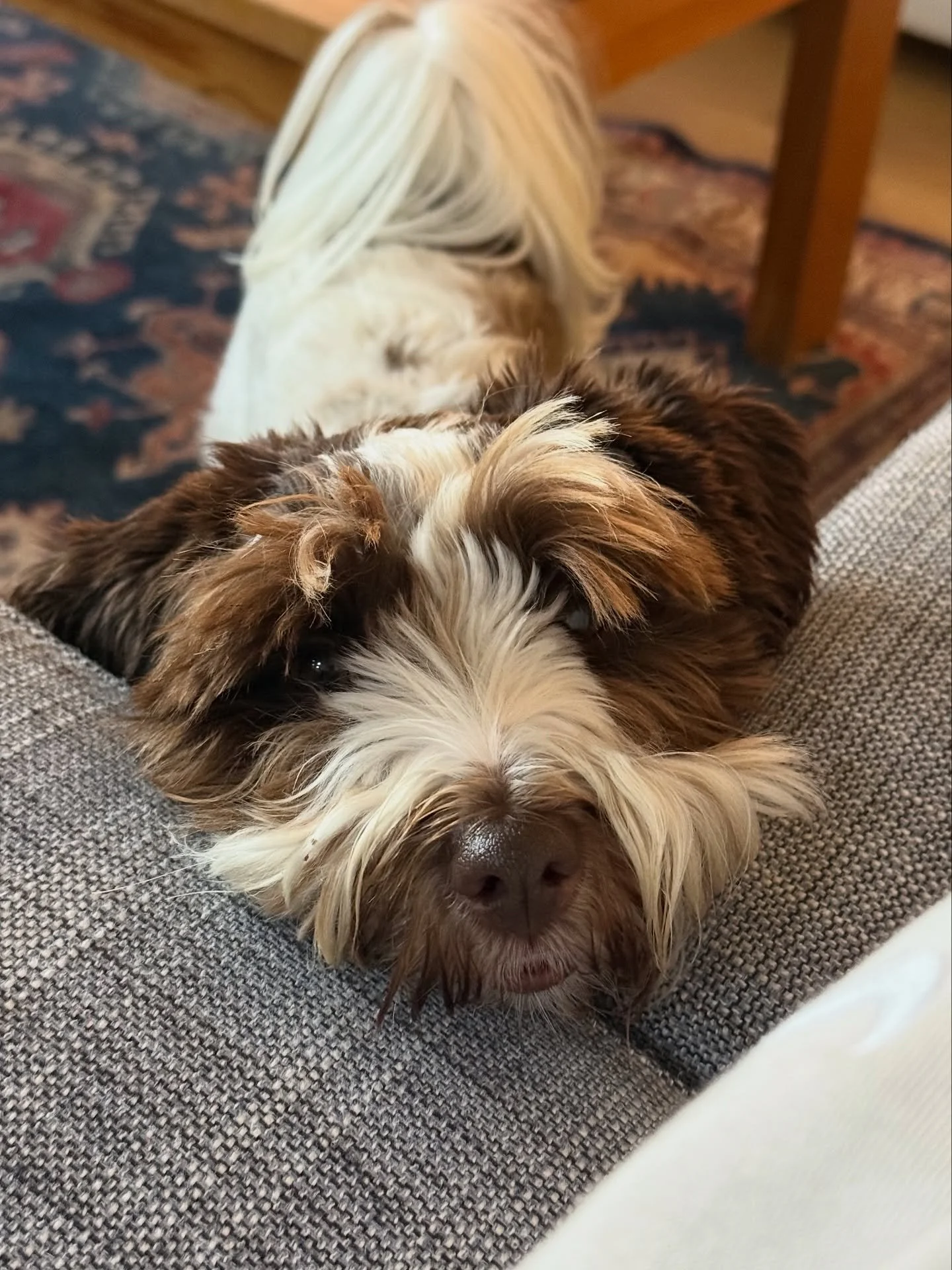 Thanks for being so lovely to look after Pip ☺️ scroll for a compilation of his sleeping positions throughout the week 😂

&bull;
&bull;

🐶 Head to the link in our bio for info on our services, rates, and glowing reviews.
📩 DM us, email hello@happy