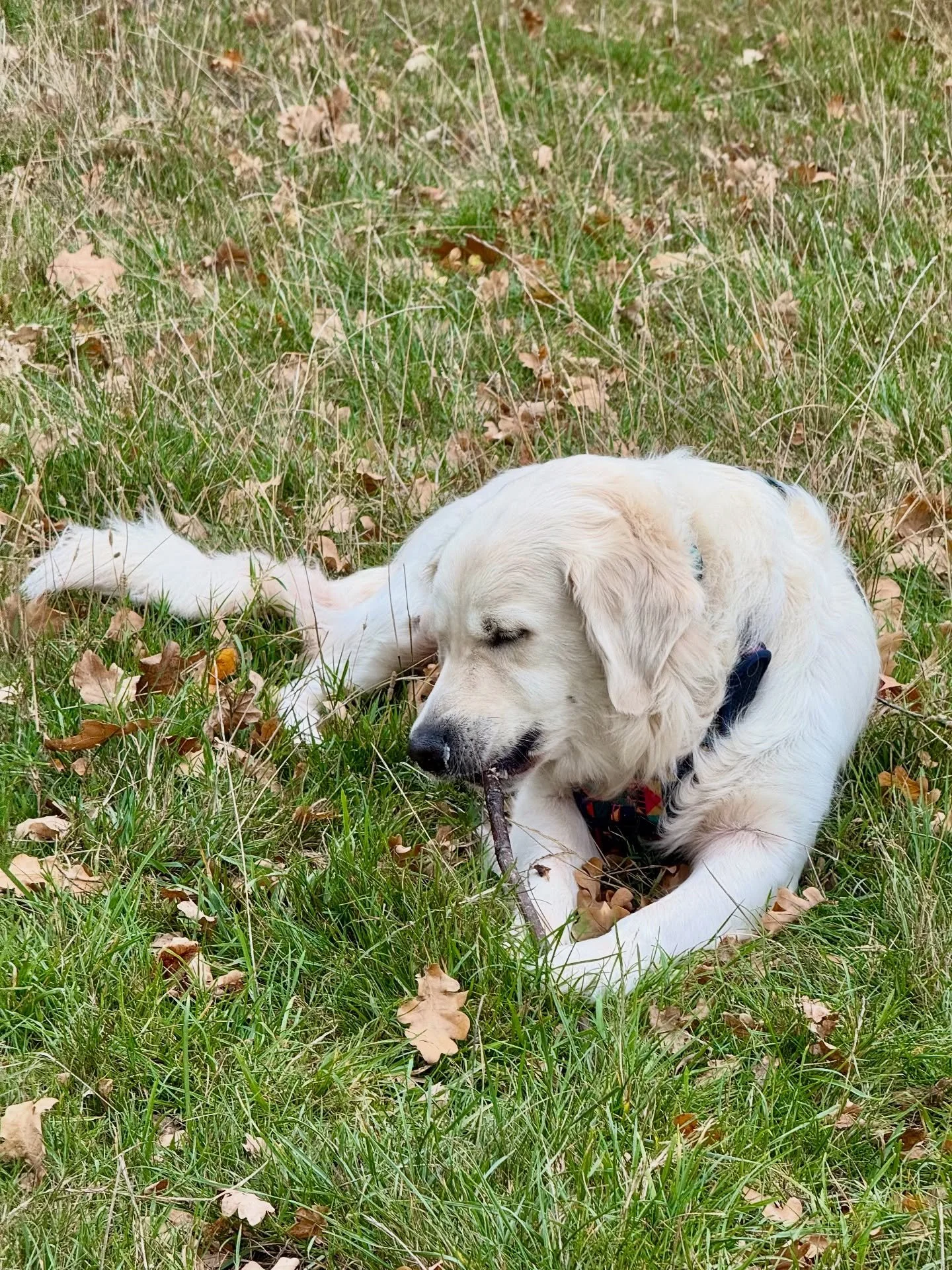 &ldquo;Om-nom-nom stick is life&rdquo; is Snow&rsquo;s sole mantra I think 😂

&bull;
&bull;

🐶 Head to the link in our bio for info on our services, rates, and glowing reviews.
📩 DM us, email hello@happy-little-paws.co.uk, or use the enquiry form 