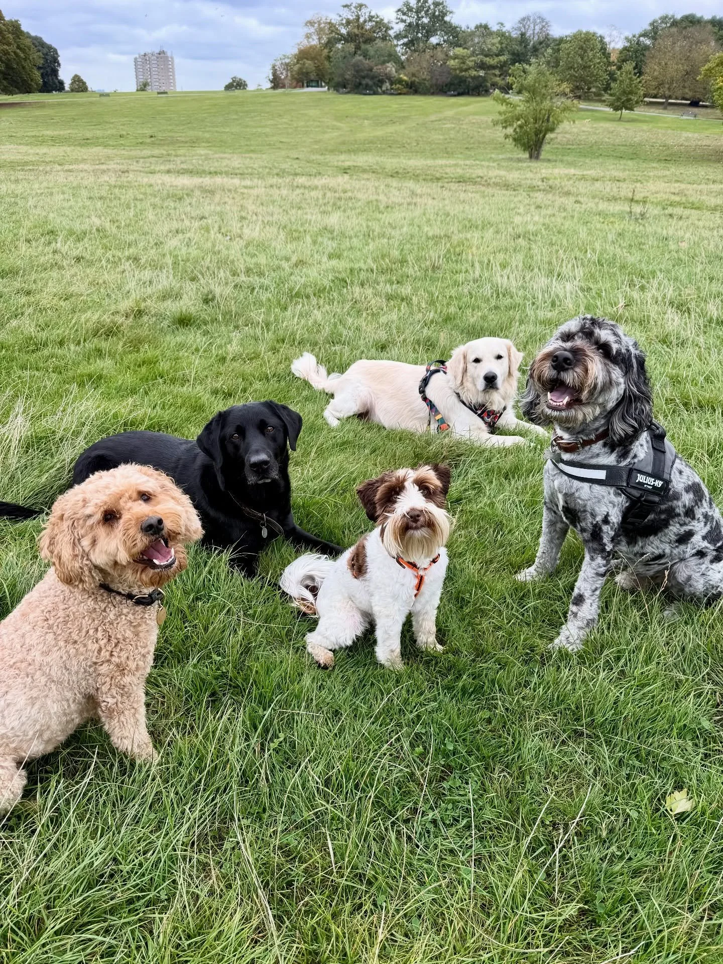 Some awesome groups pics this week 👌🏻

&bull;
&bull;

🐶 Head to the link in our bio for info on our services, rates, and glowing reviews.
📩 DM us, email hello@happy-little-paws.co.uk, or use the enquiry form on our website to get in touch.

Natas
